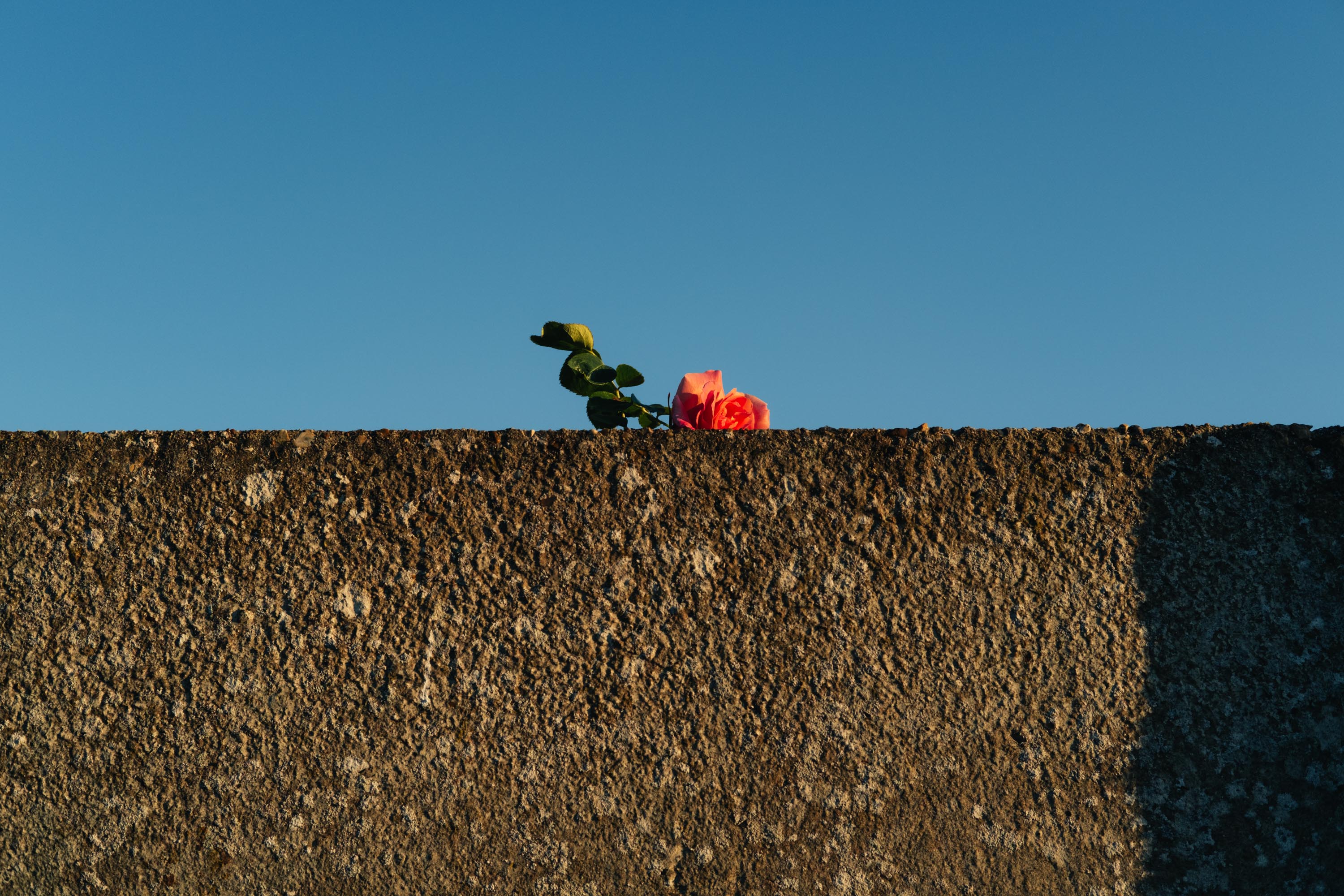 A small rose poking out over a concrete wall. Shot on the X-Pro 3 by Ian Howorth.