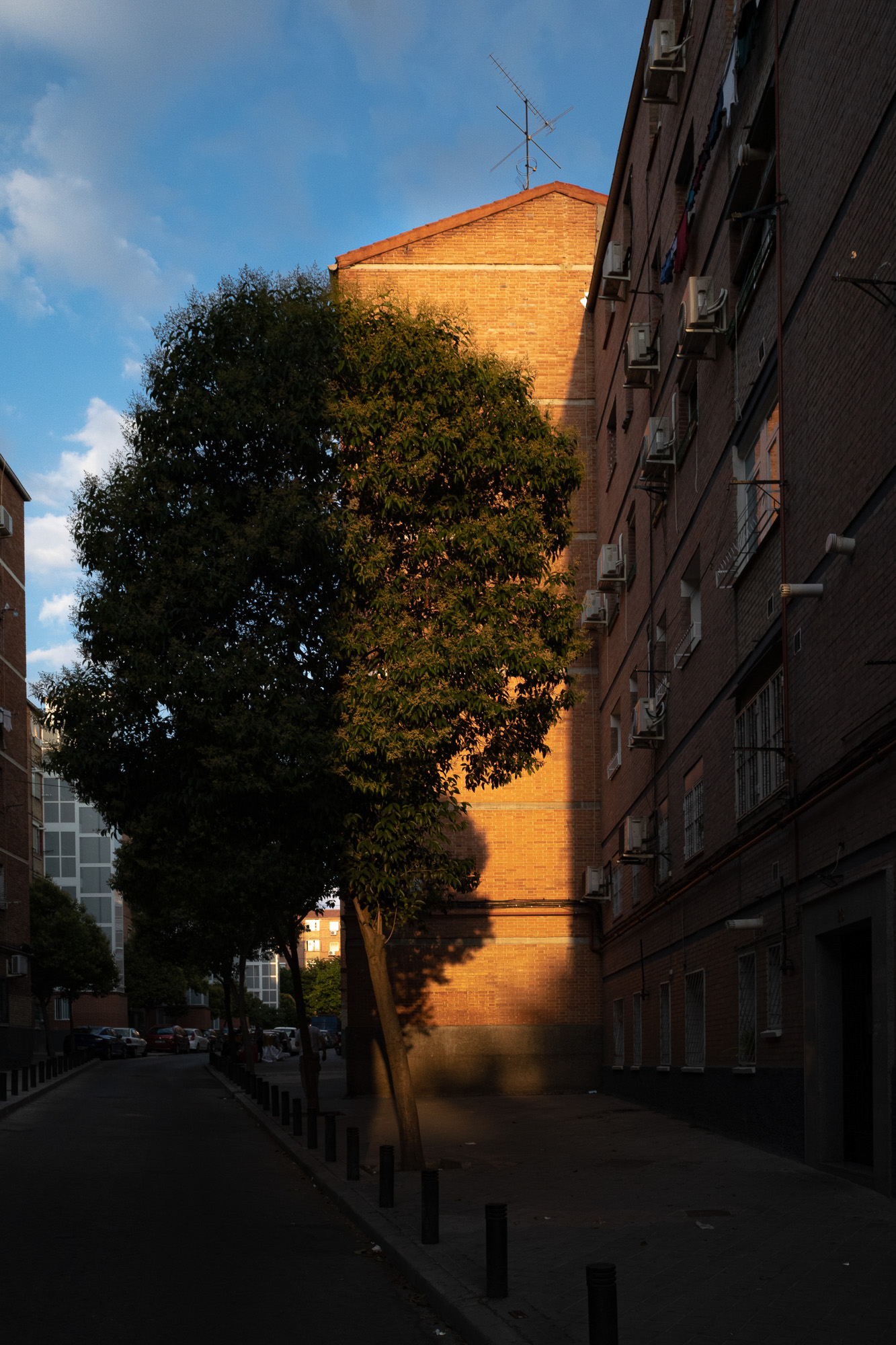 Ein großer Baum auf der Straße bei Sonnenuntergang