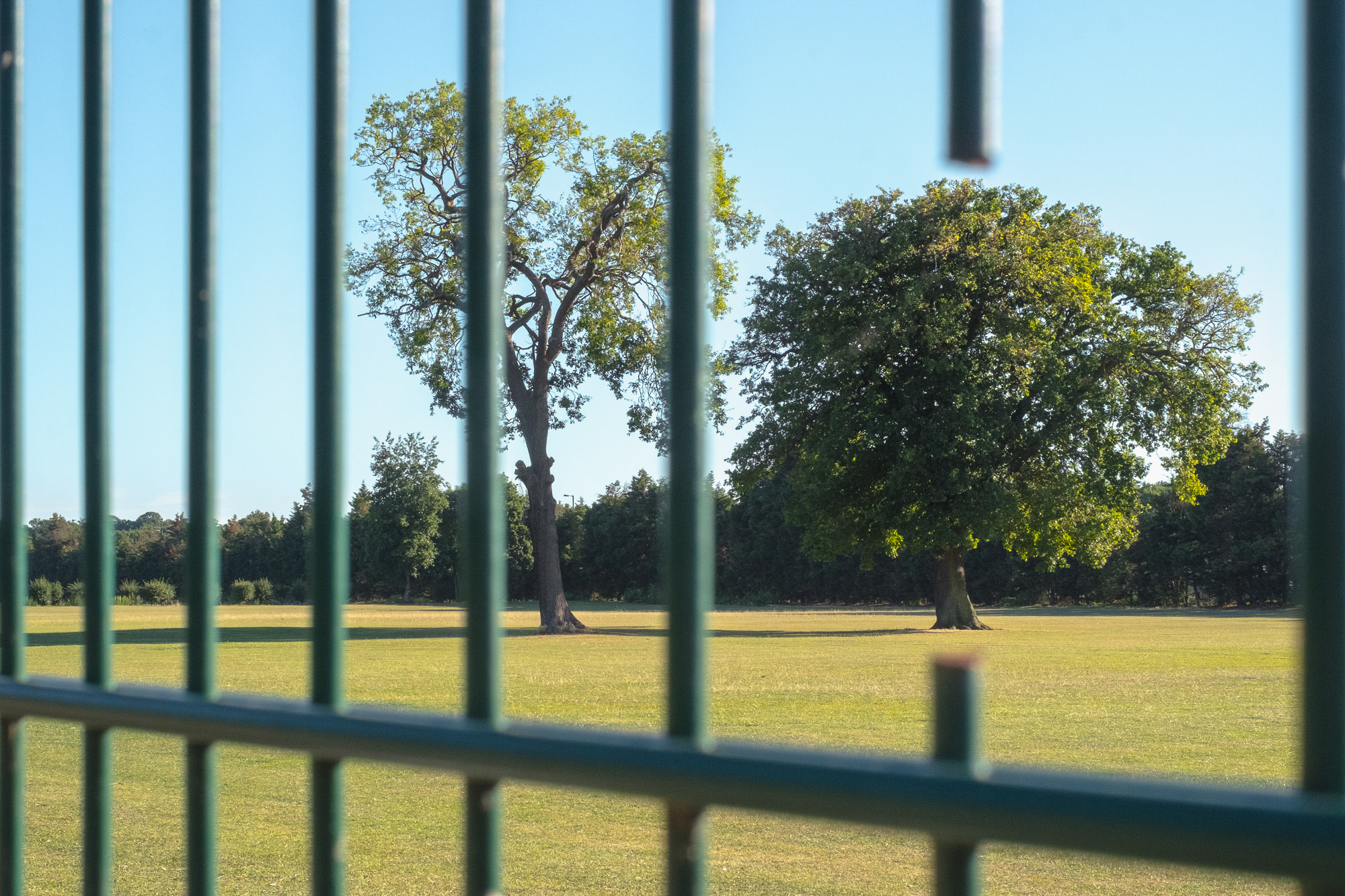 Denis Cherim photo tree through fence