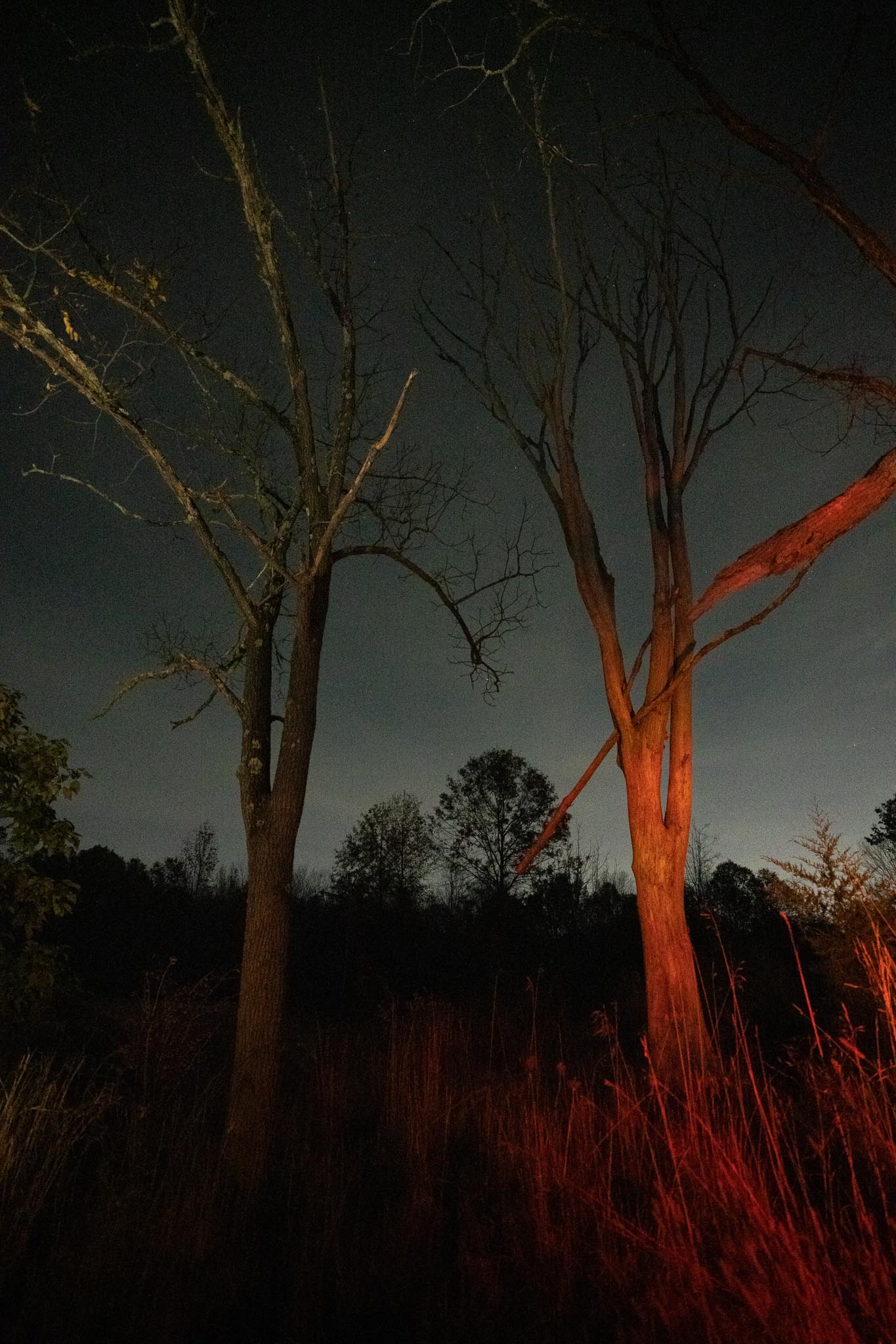 Night exposure of an illuminated tree. Shot with Sony A7R IV.