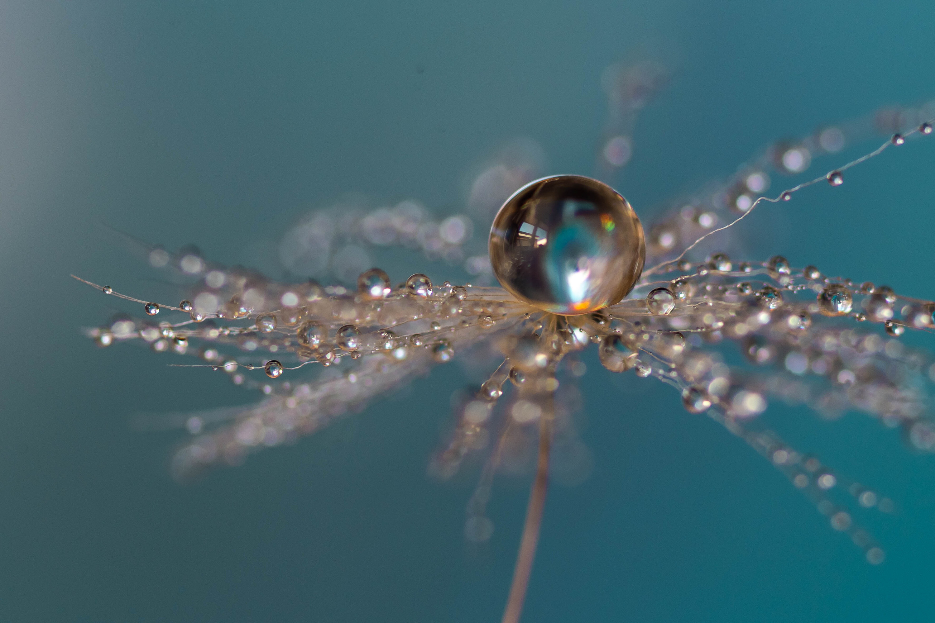 How to create better macro photography | MPB