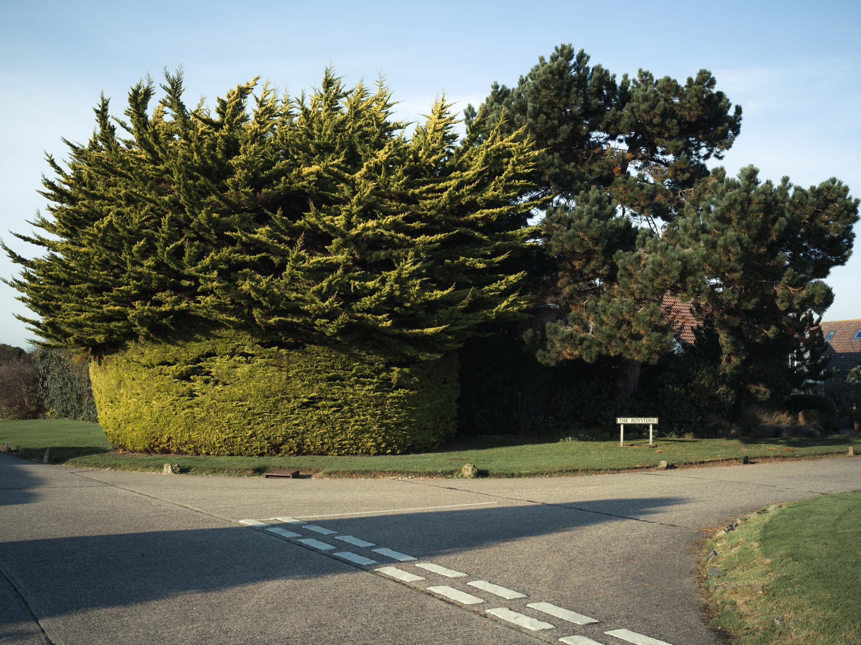 Road and bush in the background