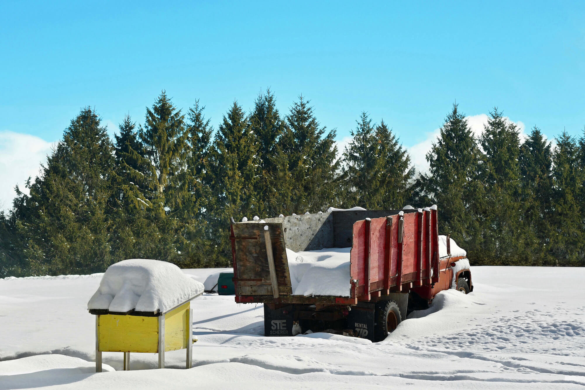 Broken down old truck in the snow with a pine tree forest in the background.