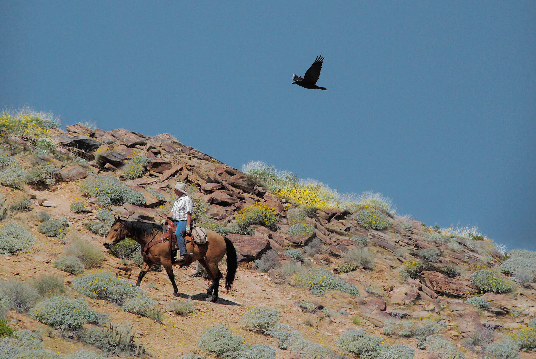 Cowboy on a horse in the mountains
