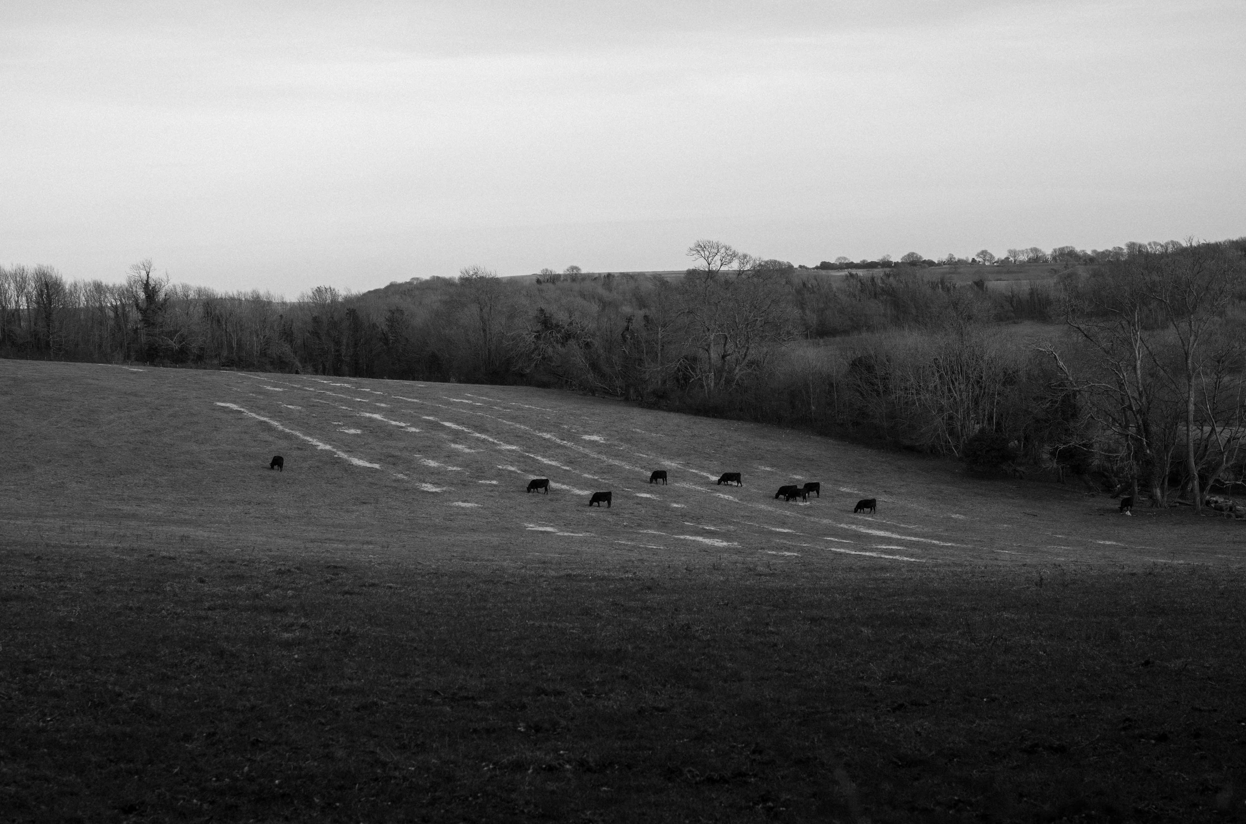 Foto in bianco e nero di una mandria di mucche nere in un campo allagato circondato da un'area boschiva, scattata con una Leica M10 Monochrom