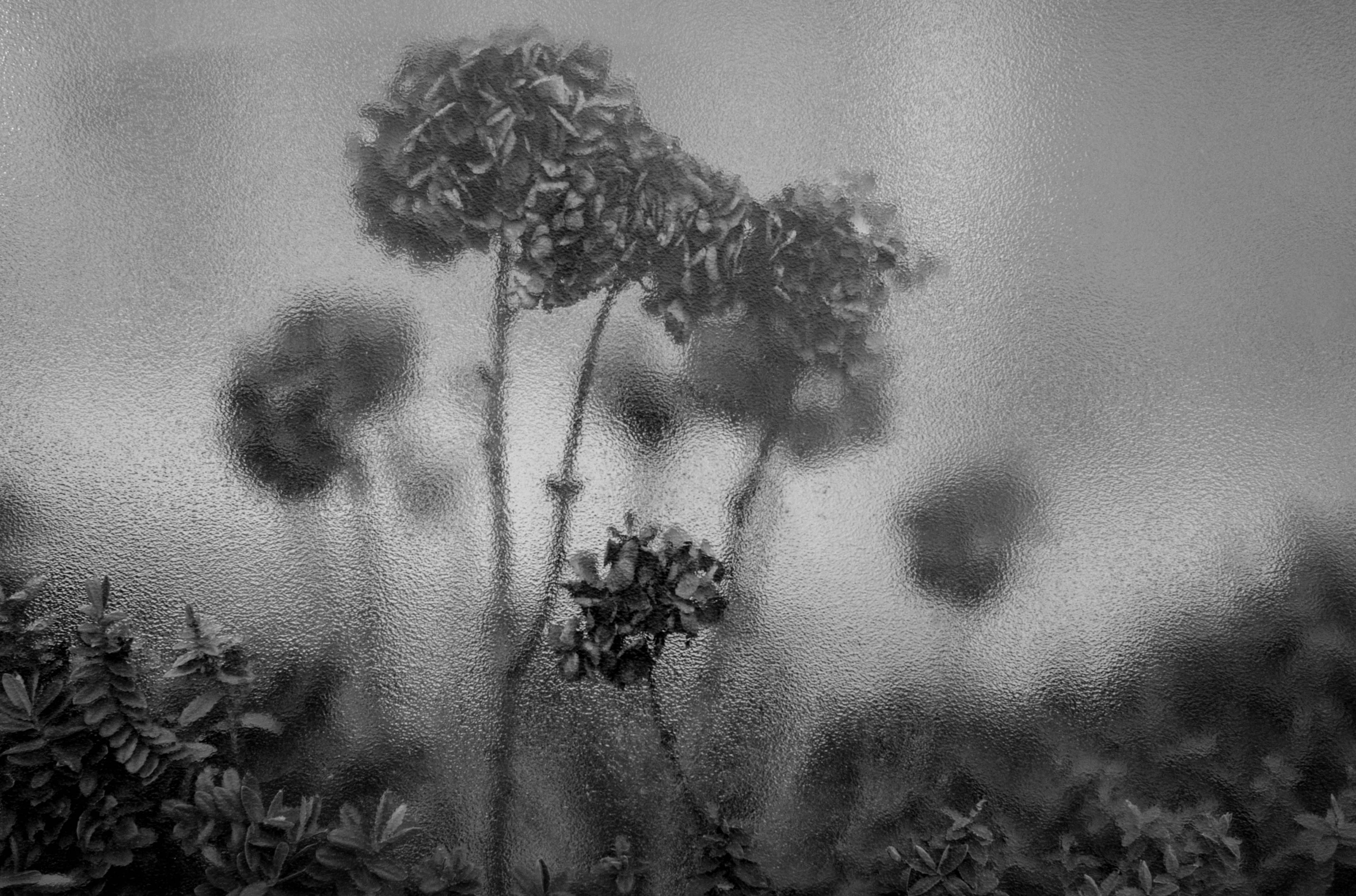 Foto in bianco e nero di fiori attraverso vetro smerigliato semi-trasparente scattata con Leica M Typ 246 Monochrom
