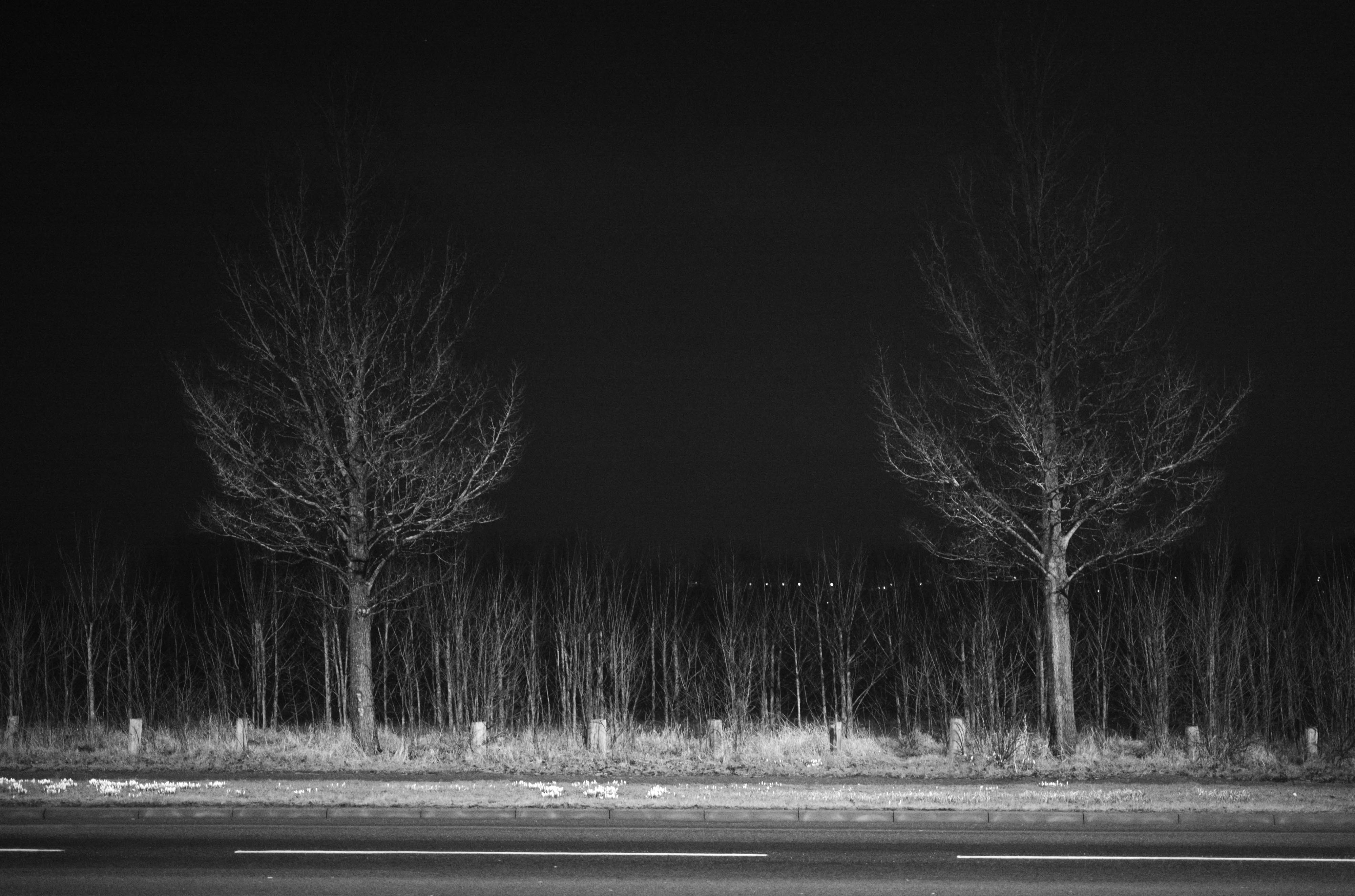 Ein Schwarz-Weiß-Foto von ein paar Bäumen am Straßenrand bei Nacht, aufgenommen mit einer Leica M10 Monochrom