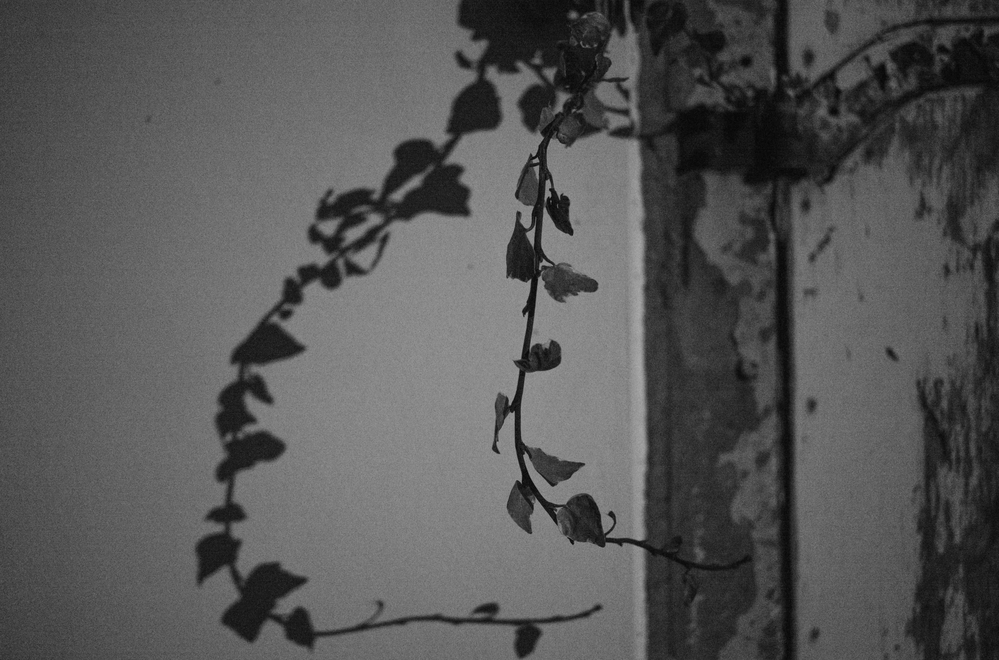 Une photo en noir et blanc d'une branche de vigne qui projette une ombre en descendant devant un mur blanc ébréché, prise avec un Leica M10 Monochrom.