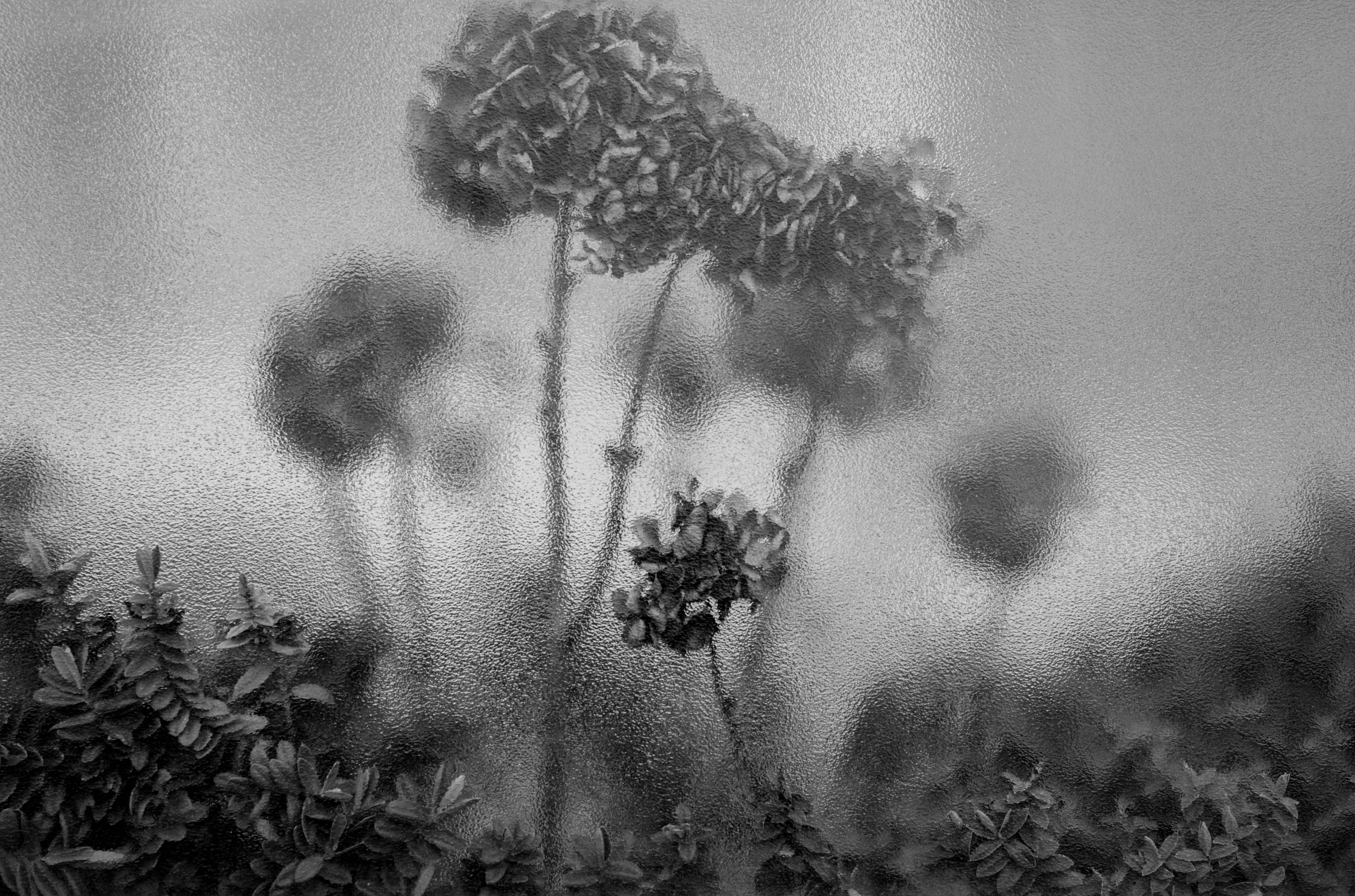 Flowers behind a window 