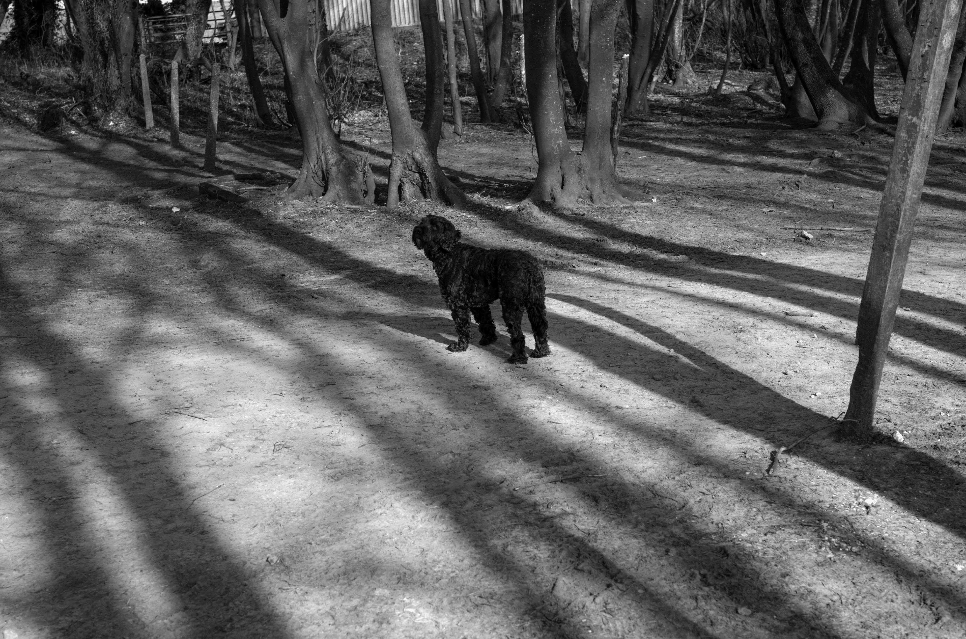 Ein Schwarz-Weiß-Foto von einem schwarzen Hund, der auf einem Pfad durch ein Waldgebiet steht, aufgenommen mit Leica M Monochrom Typ 246 und Leica 50mm f/2 Summicron ASPH APO