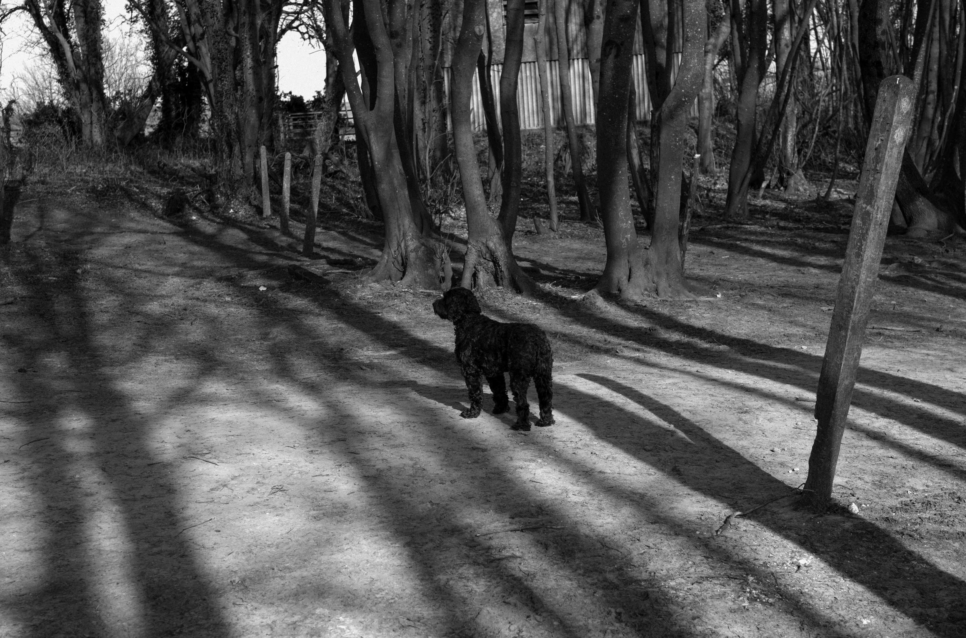 Ein Schwarz-Weiß-Foto von einem schwarzen Hund, der auf einem Pfad durch ein Waldgebiet steht, aufgenommen mit der Leica M10 Monochrom und dem Leica 50mm f/2 Summicron ASPH APO