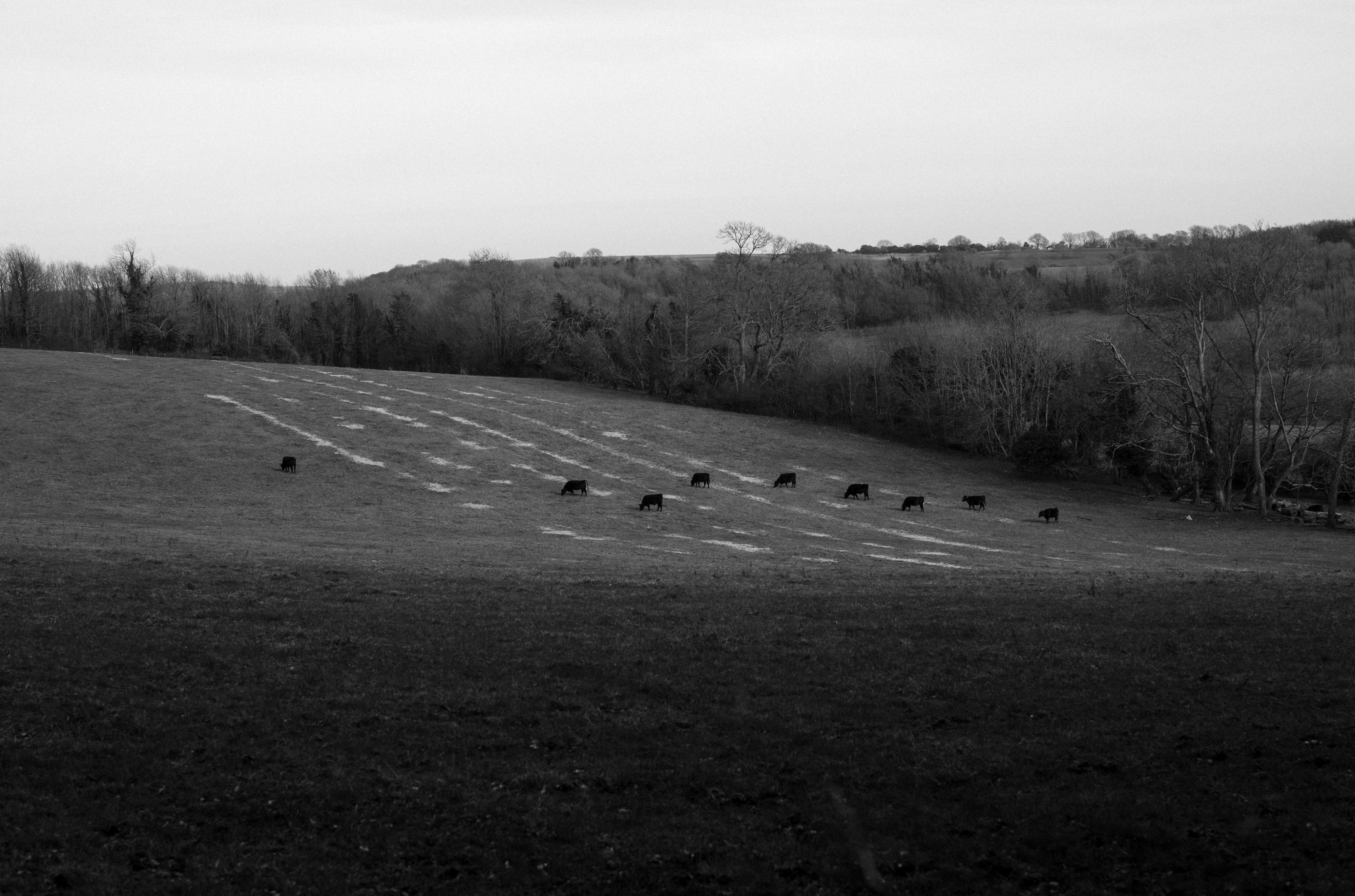 Foto in bianco e nero di una mandria di mucche nere in un campo allagato circondato da un'area boschiva, scattata con una Leica M Typ 246 Monochrom
