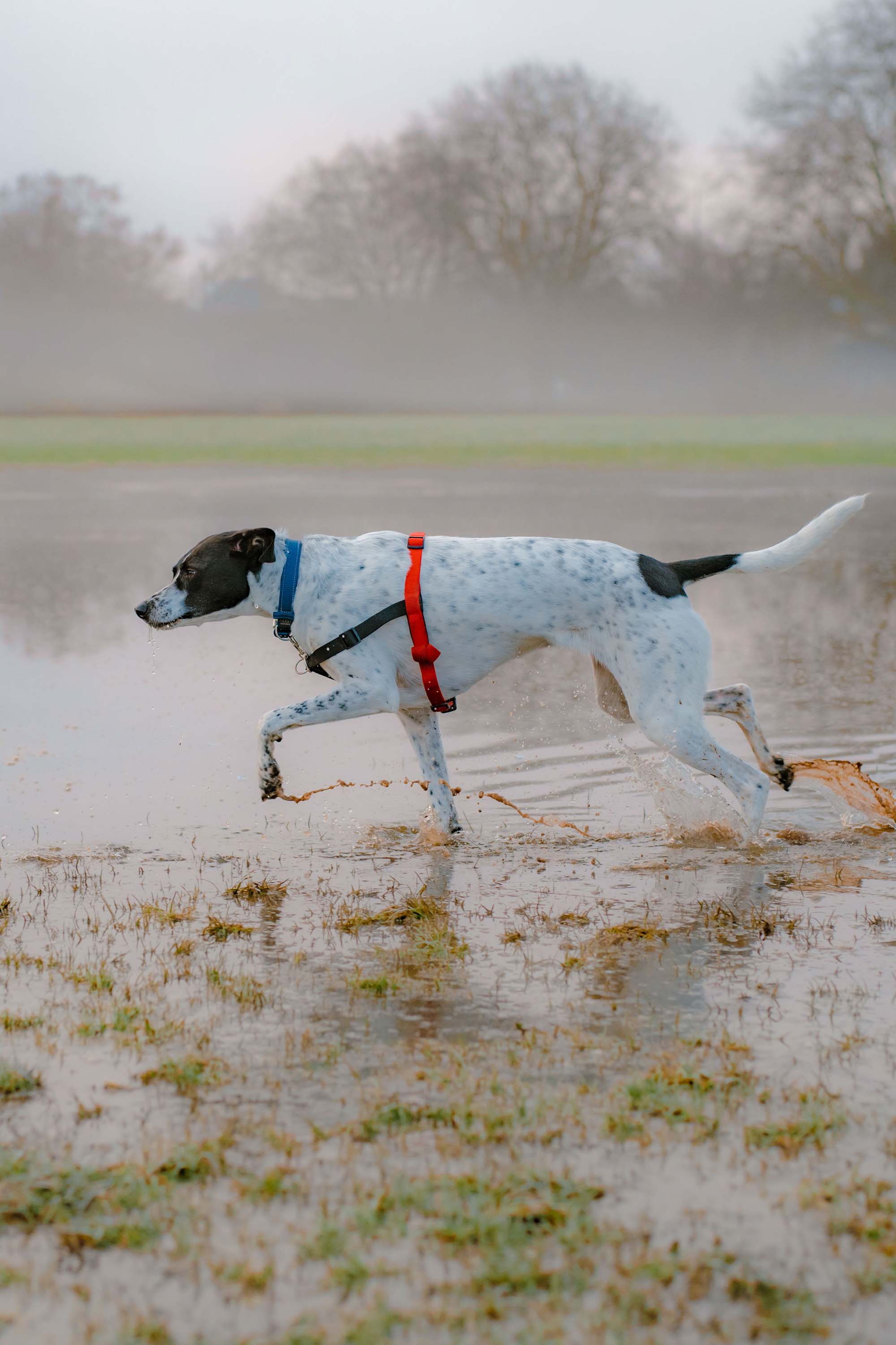 Dog wading through a water-logged field. Image by Josh Edgoose.