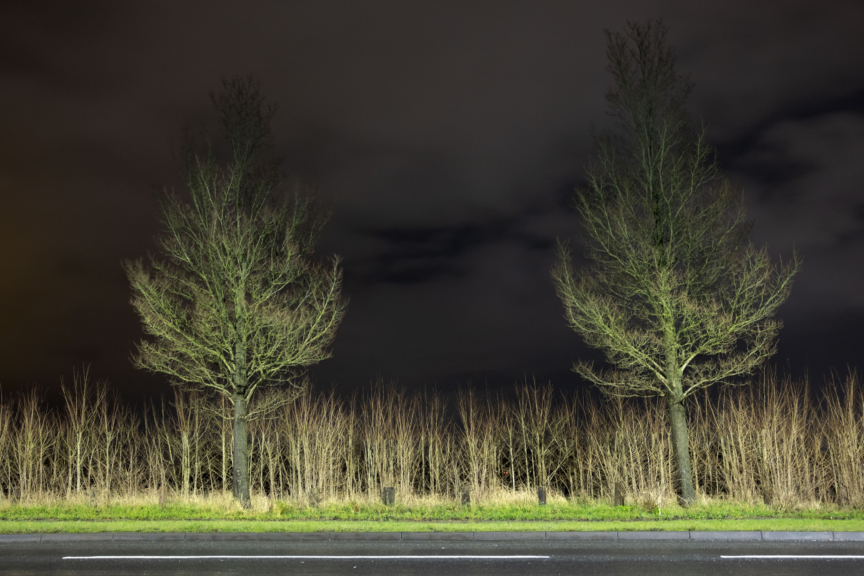Tall grass and skinny trees lit up at night on the side of a road