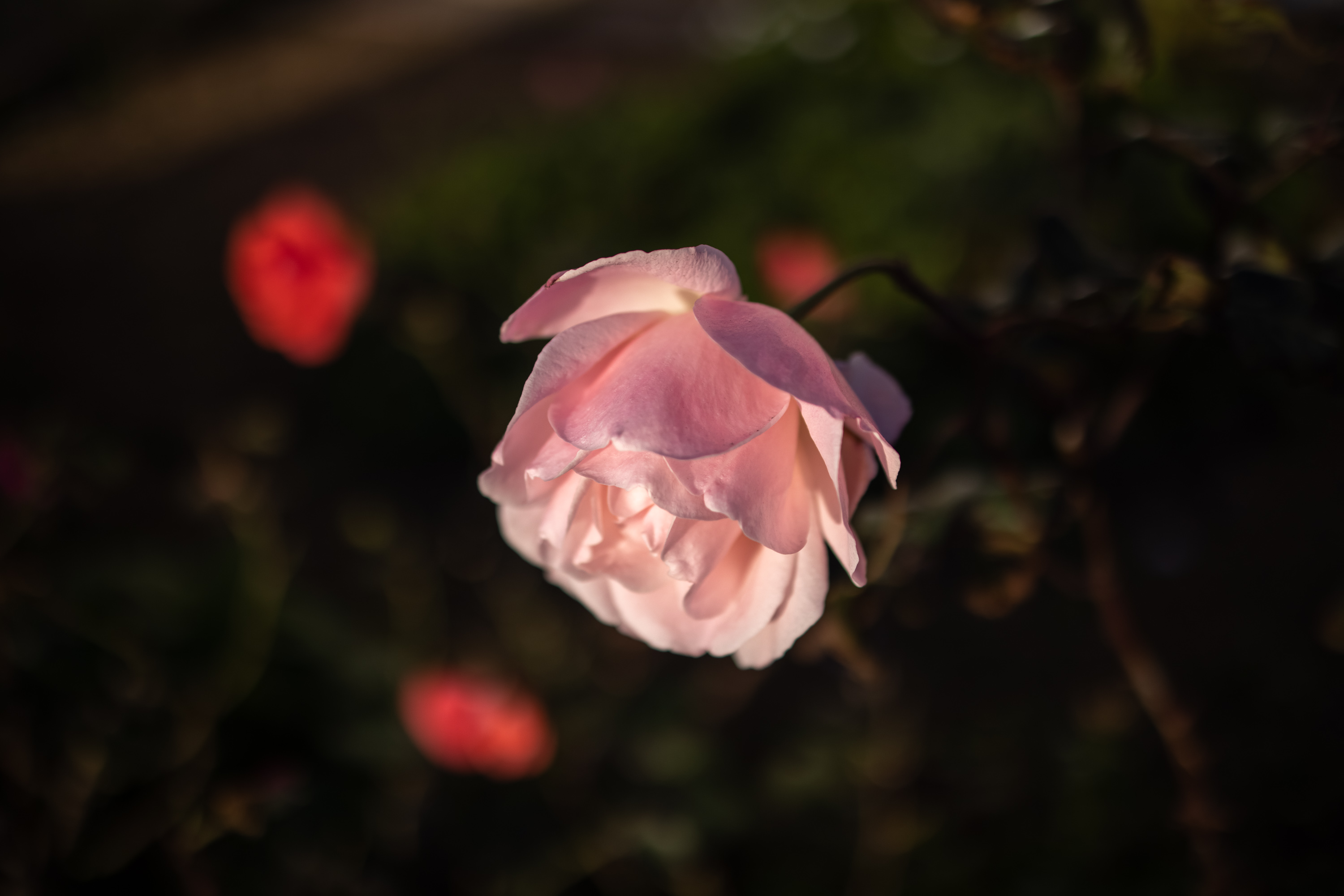 Pink Rose