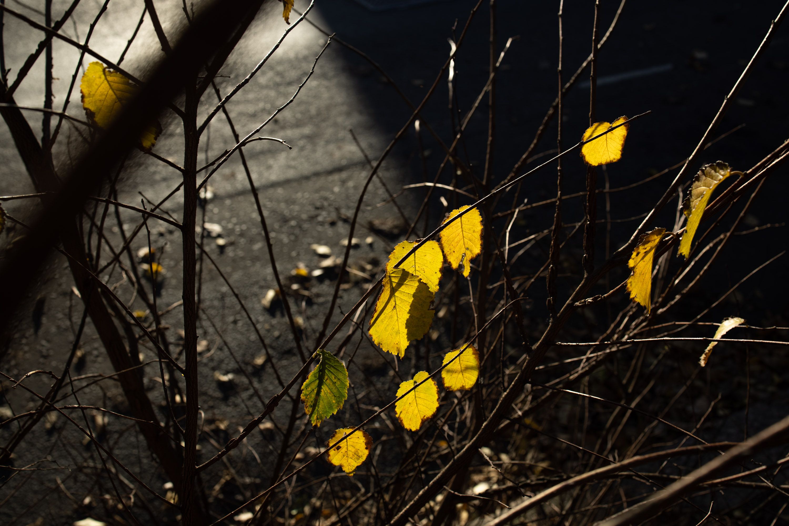 Yellow leaves
