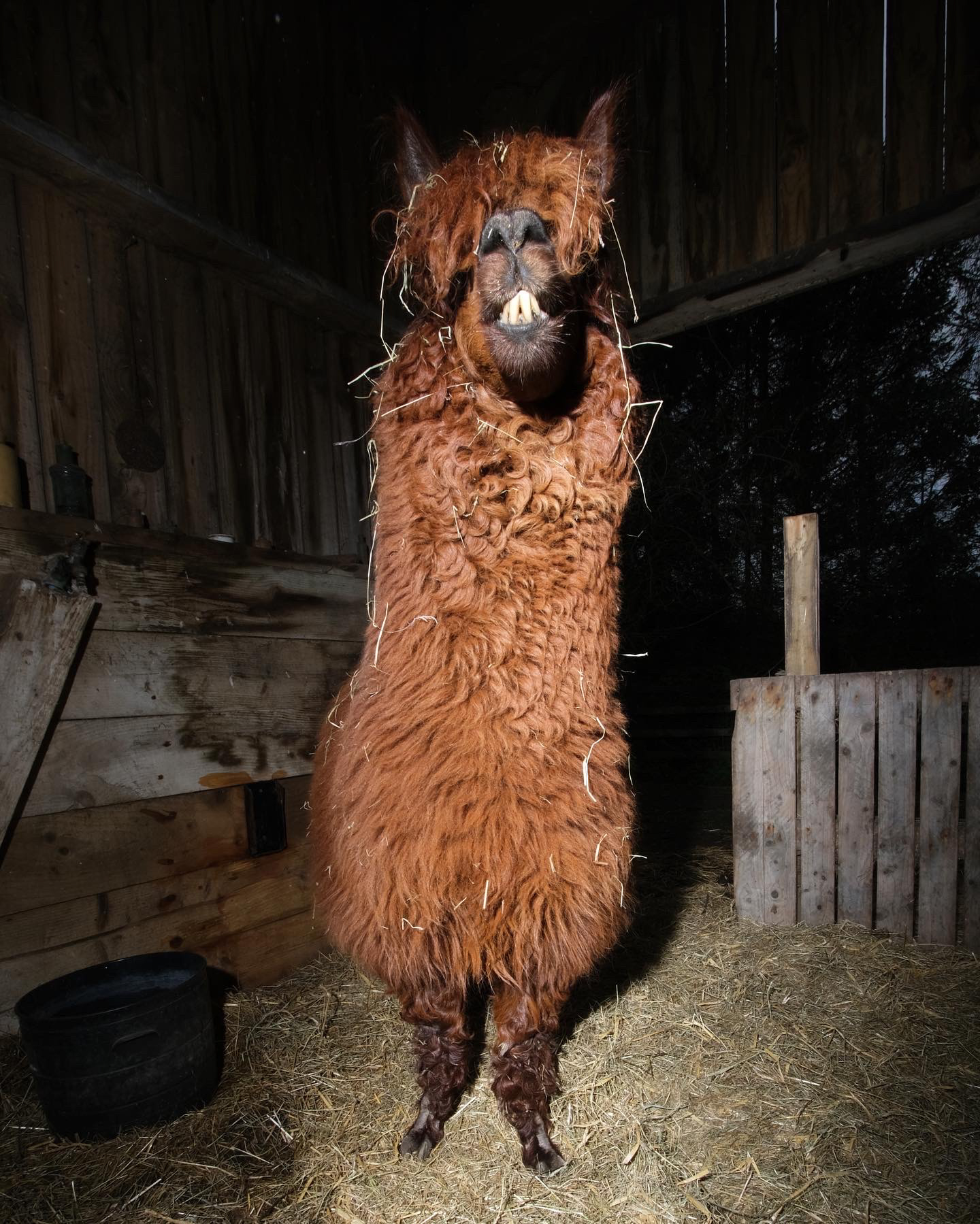 a llama lit by flash