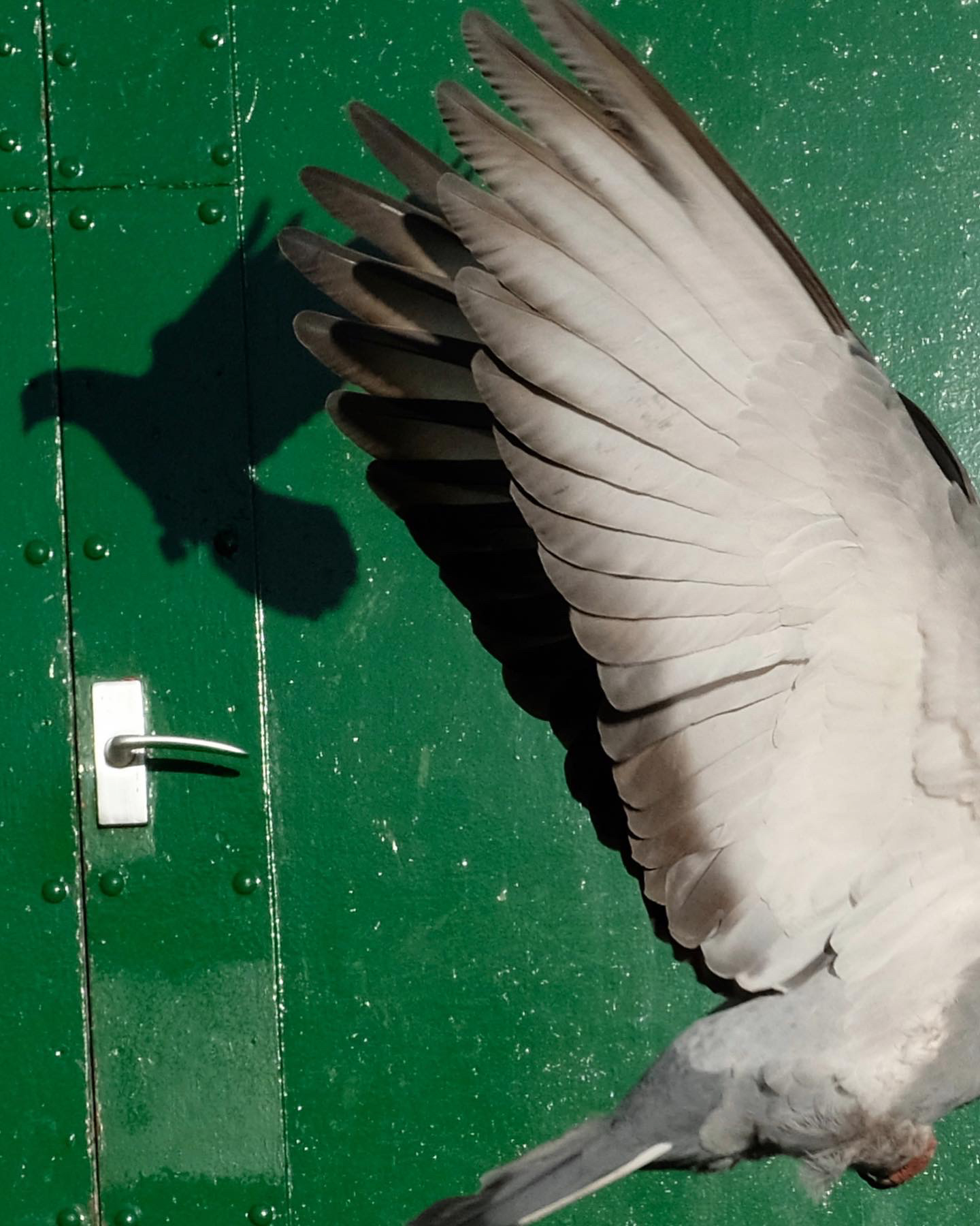 a pigeon and its shadow on a wall
