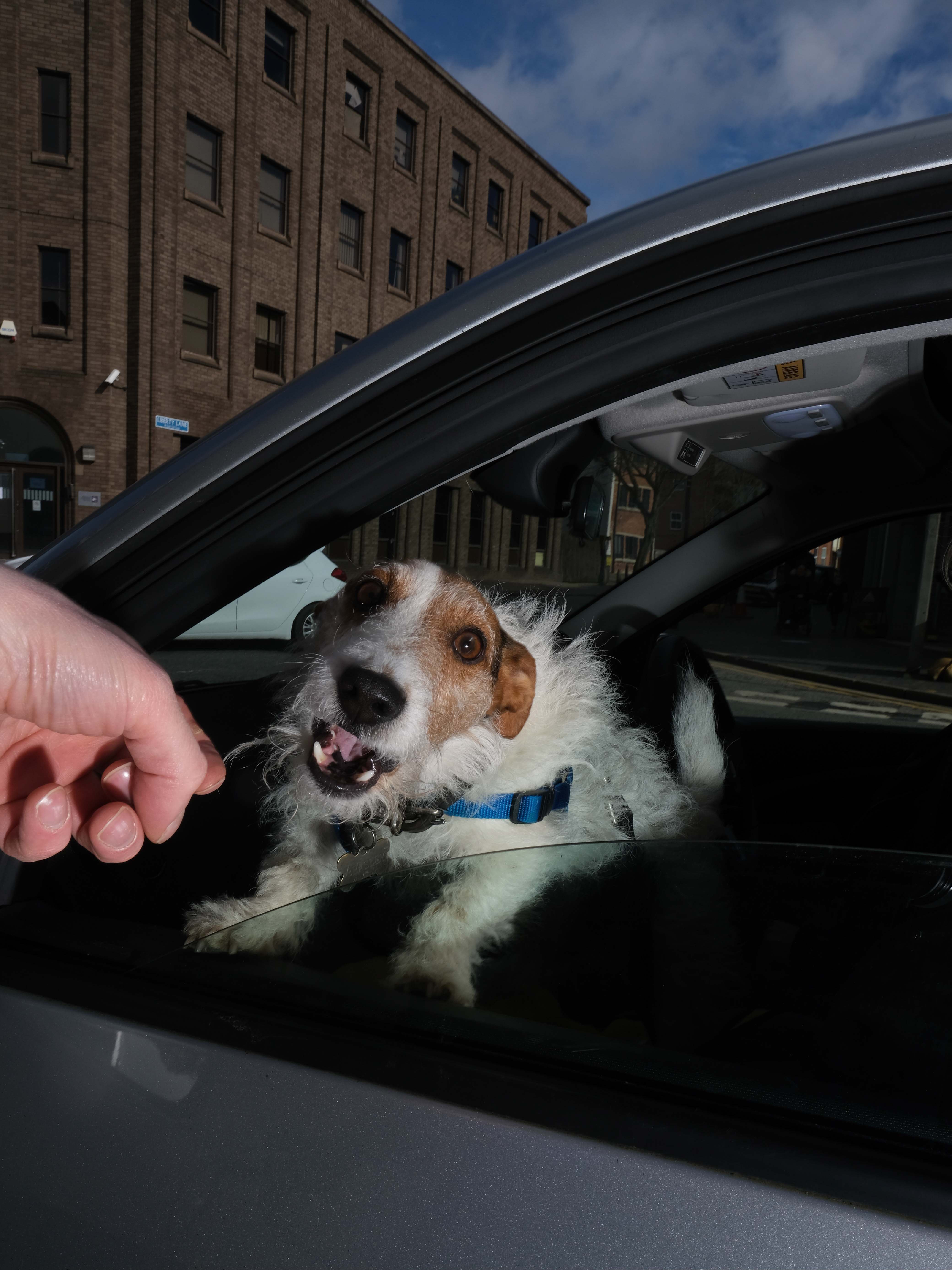 a dog barking in a car