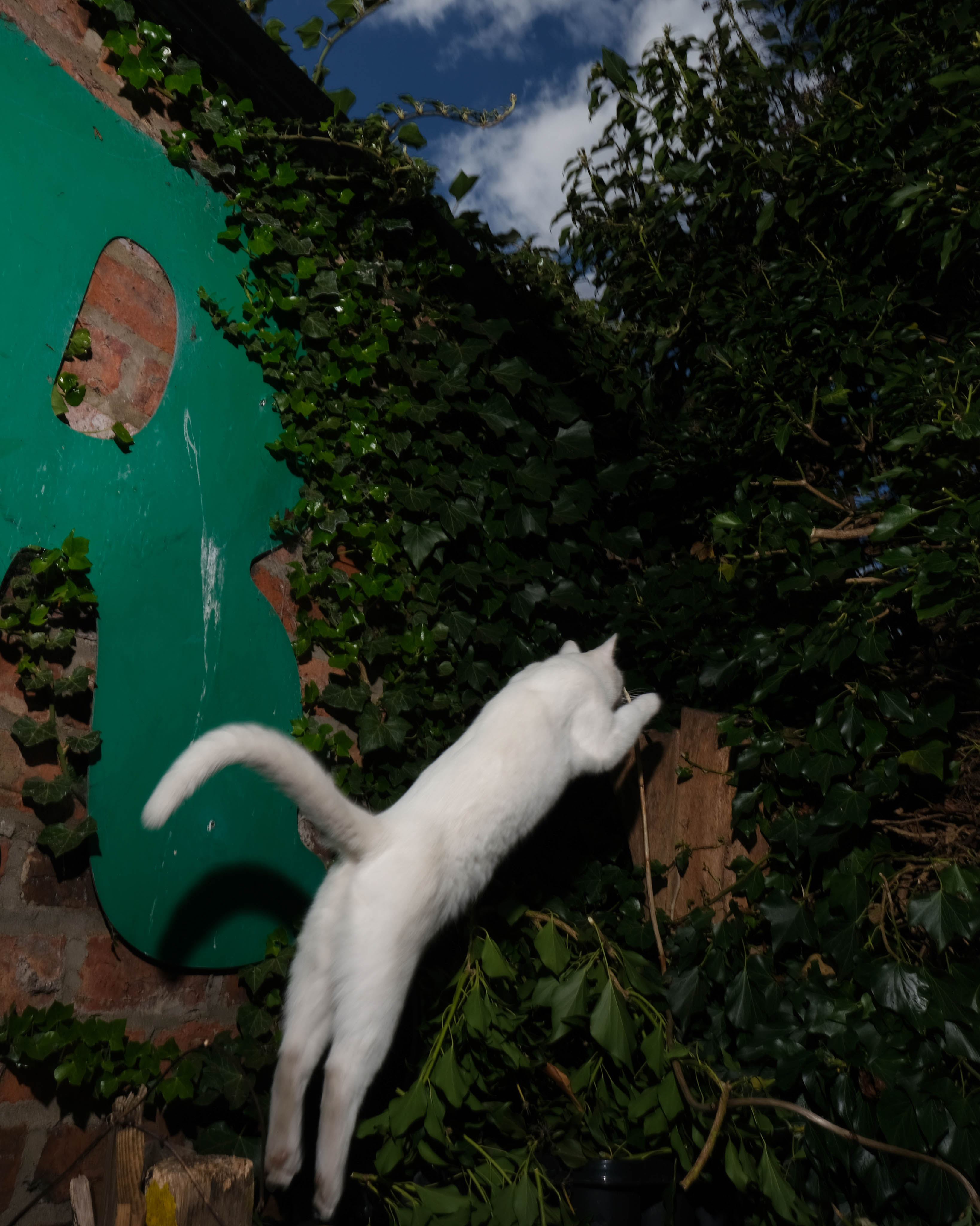 a cat leaping in a garden