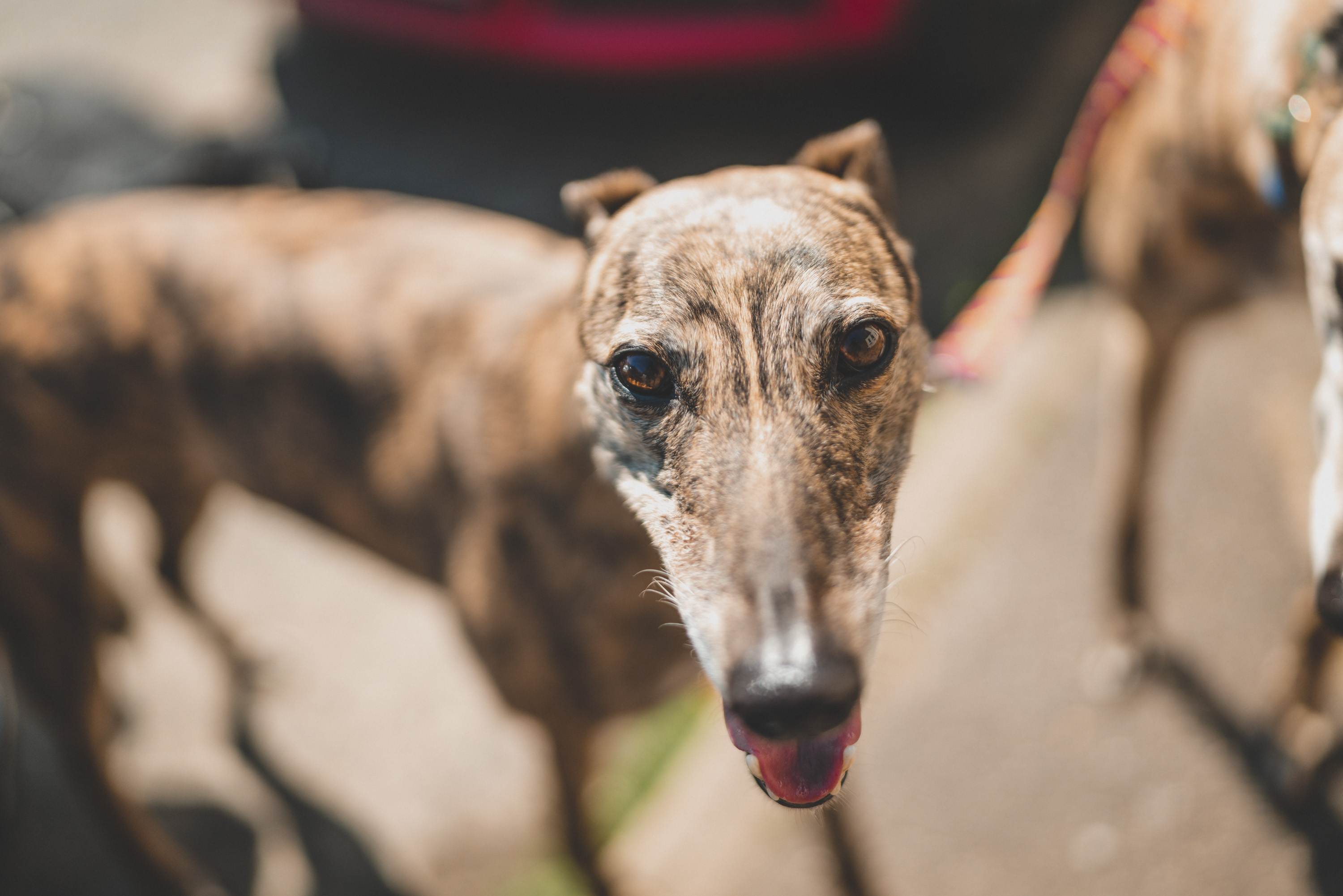 A close up of a brown dog's face, taken by Ian Howorth with Leica SL2 and Sigma 35mm f/1.2 DG DN ART