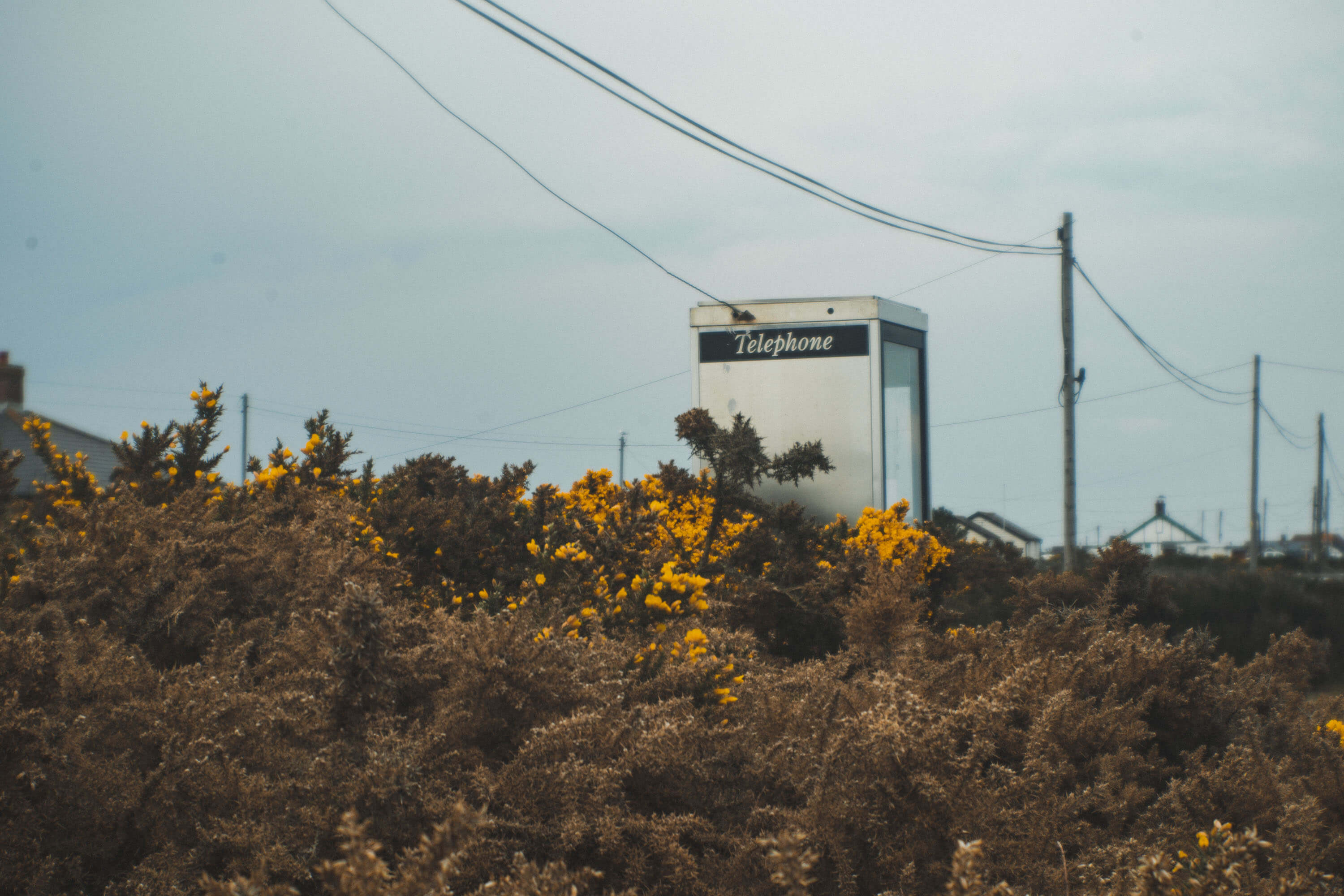 Old BT Phone box behind a bush shot with an old lens