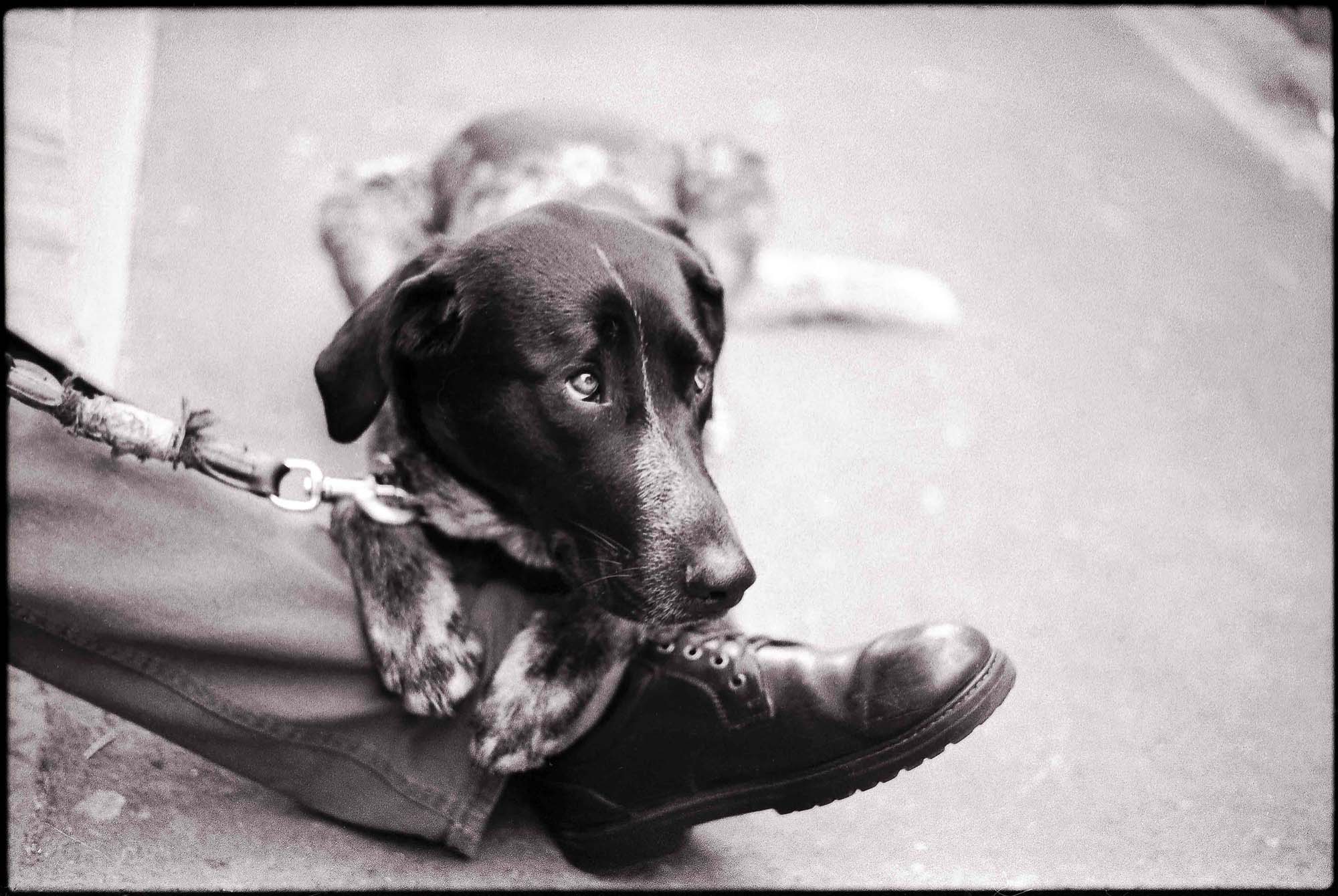 black-and-white photo of dog resting on a leg and shoe