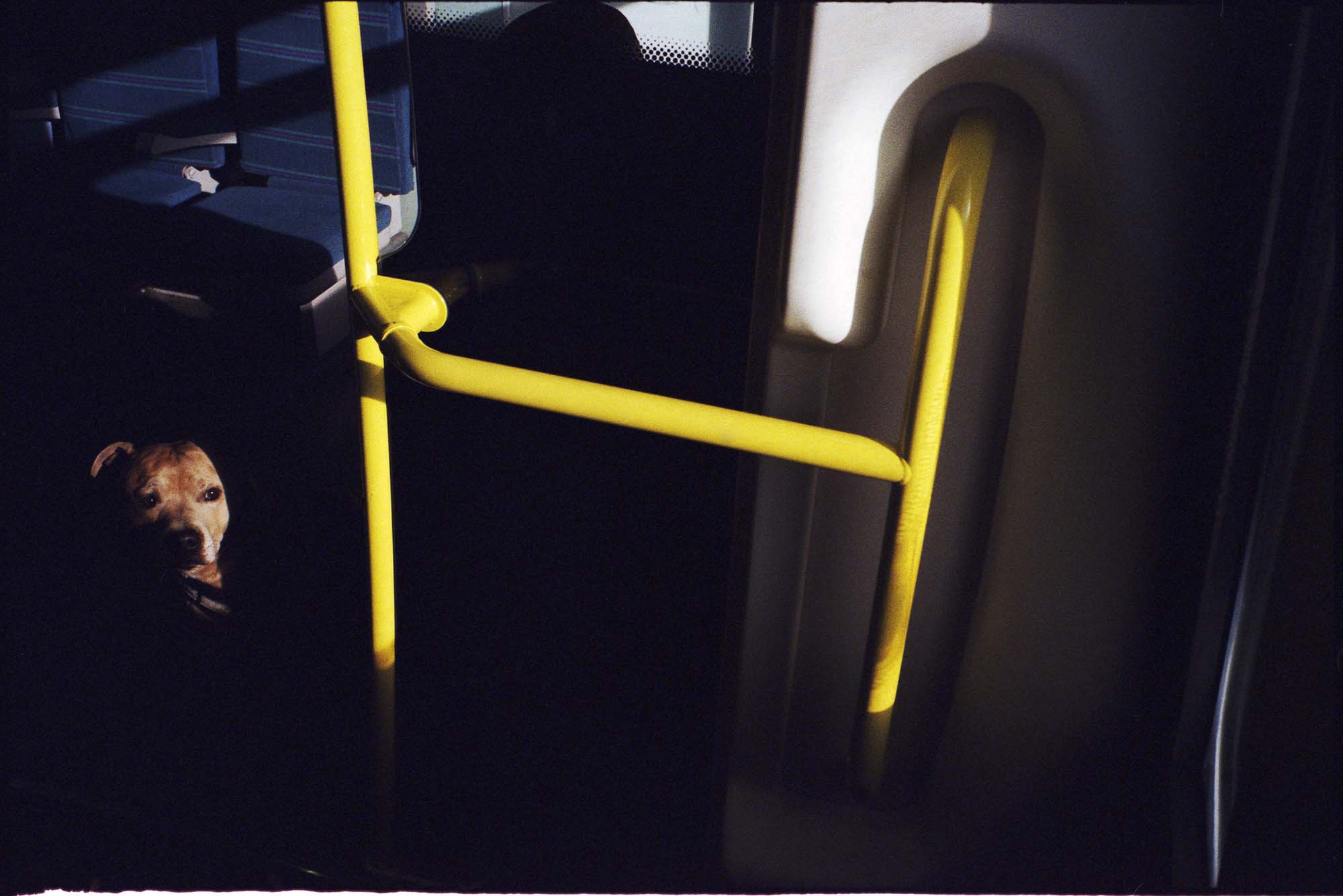 dog on train- yellow rails