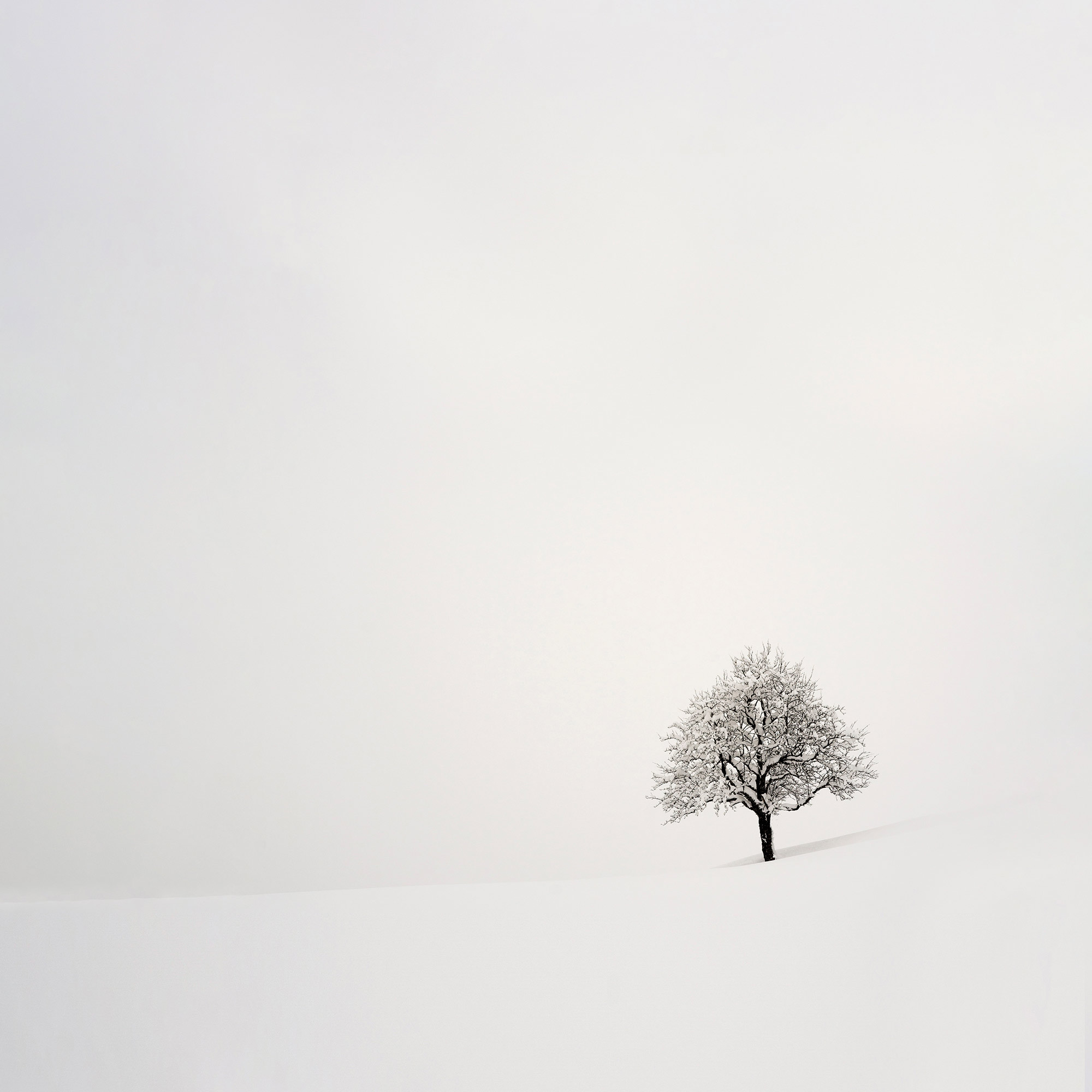 Schwarz-Weiß-Landschaft – Schneehügel mit einzelnen Baum