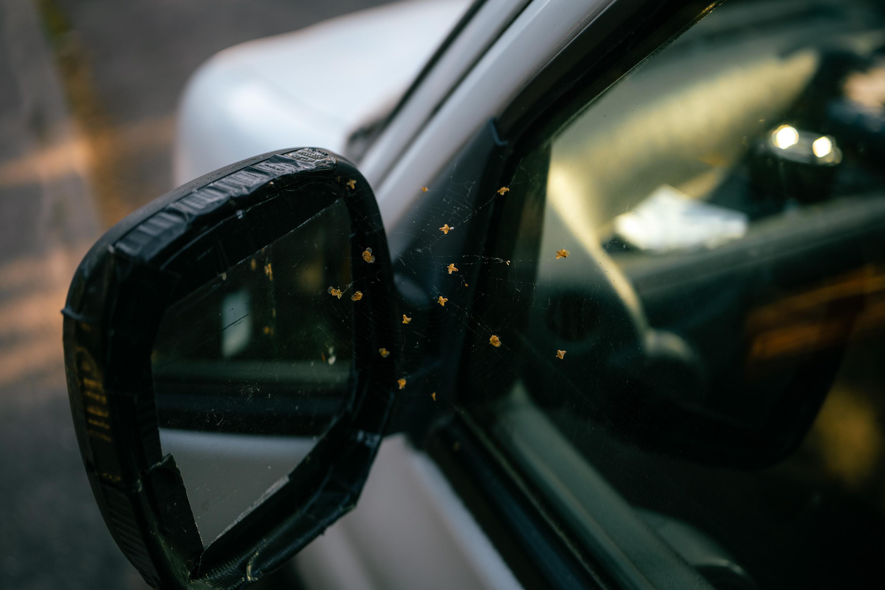 Cobwebbed car door mirror 