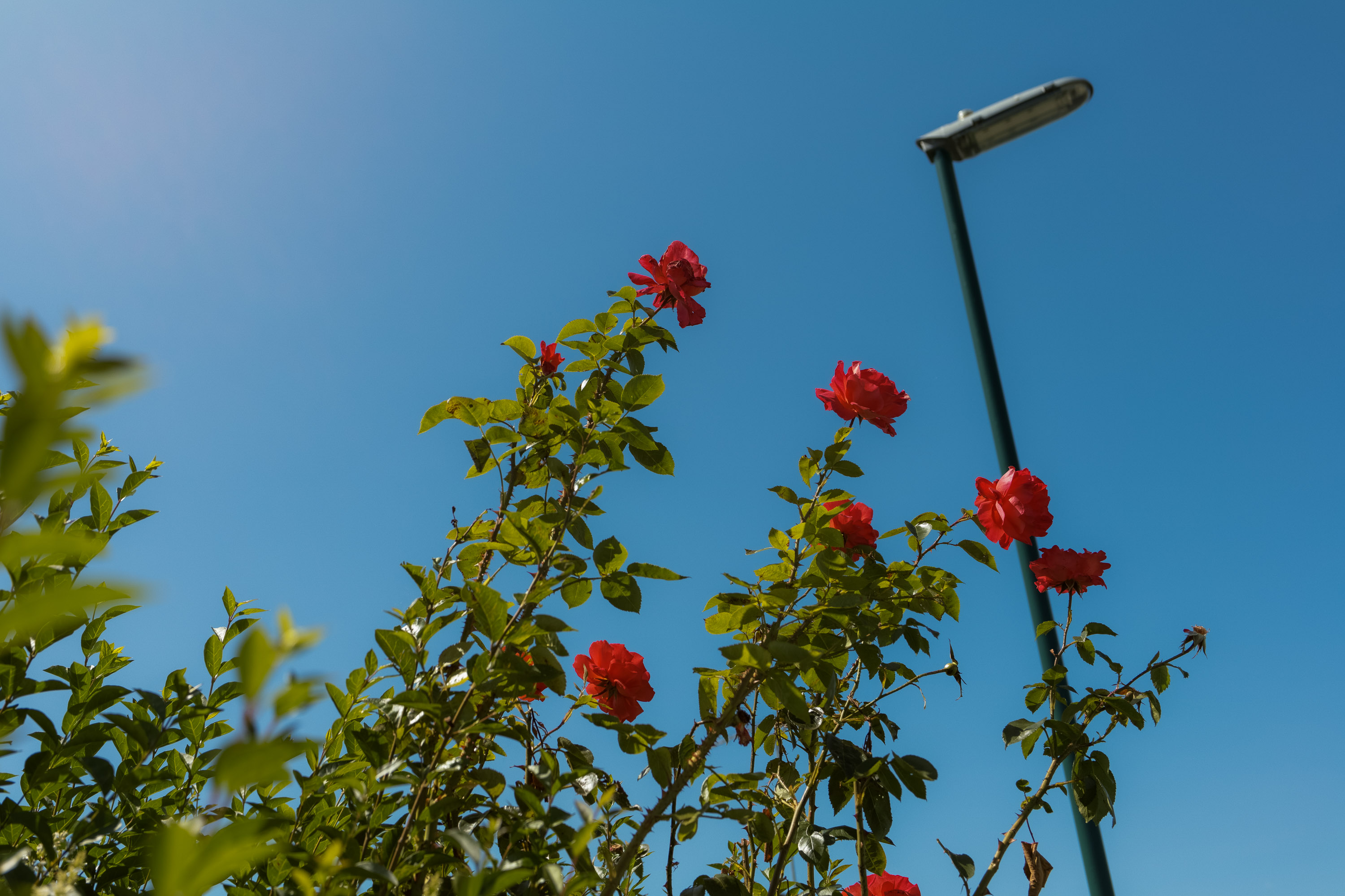 Red flowers on a blue sky background 