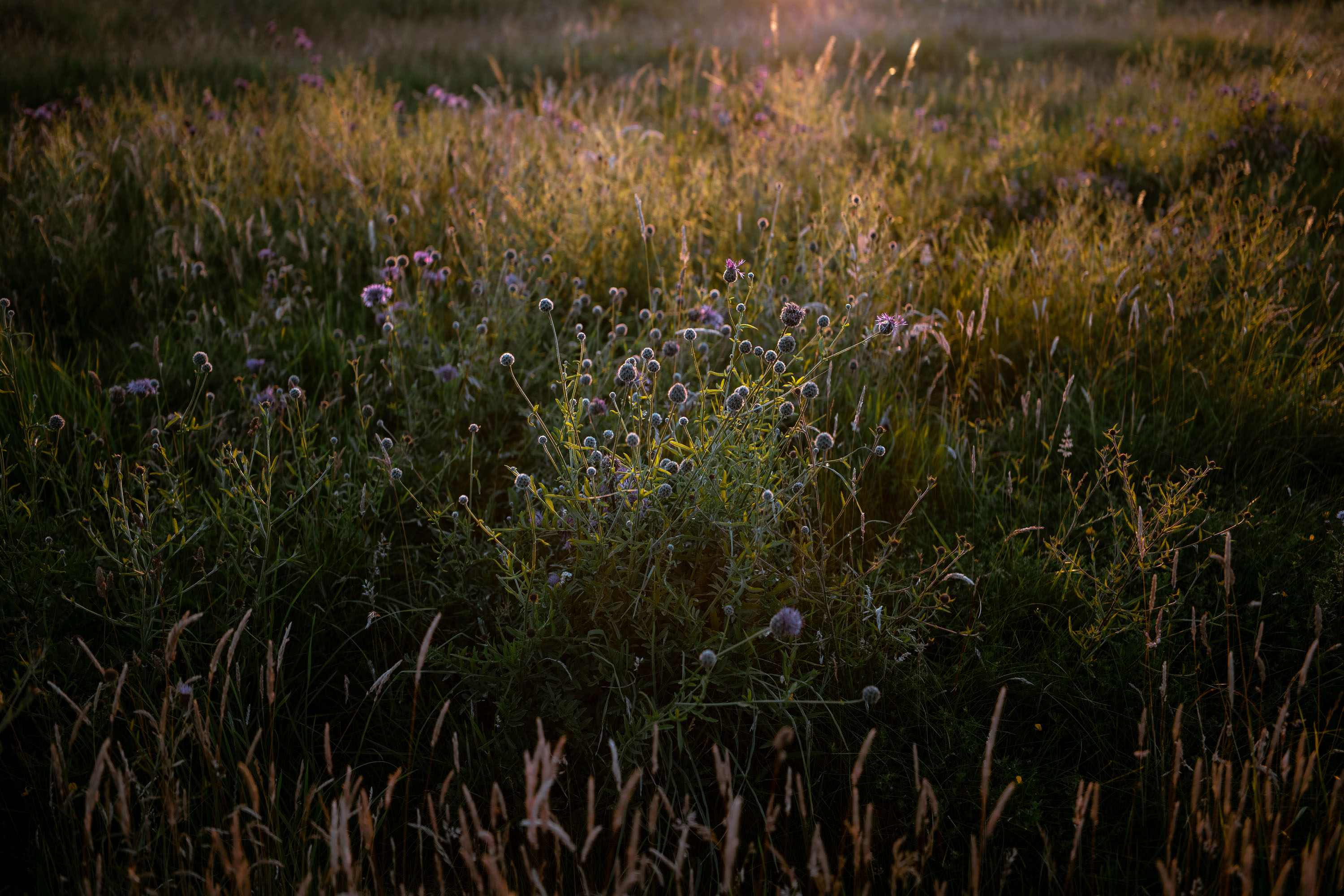 Meadow at sunset 
