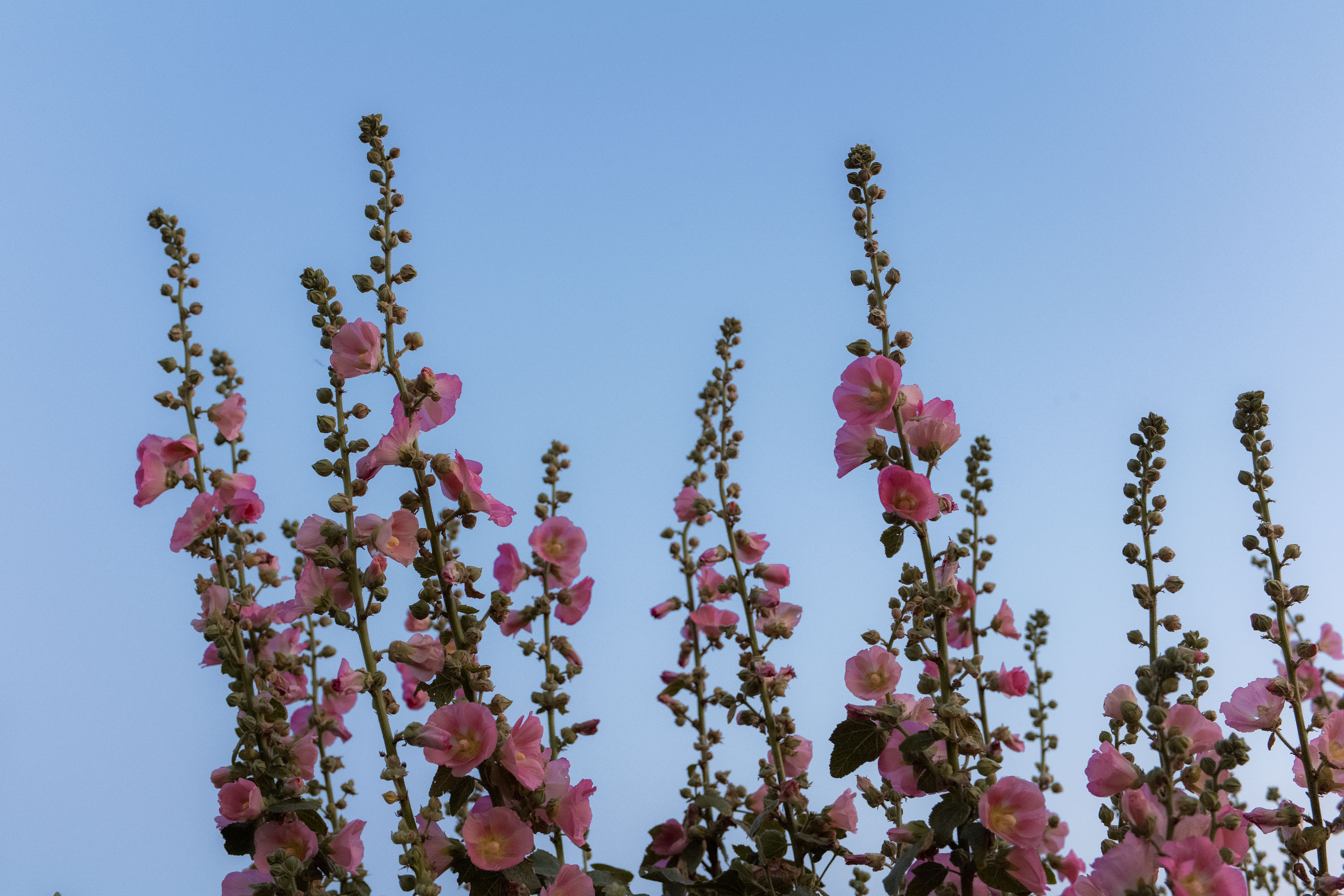Pink flowers on a blue sky background 