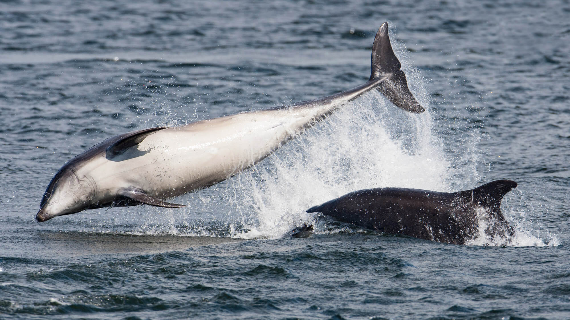 A Bottlenose dolphin side breaching from the sea.