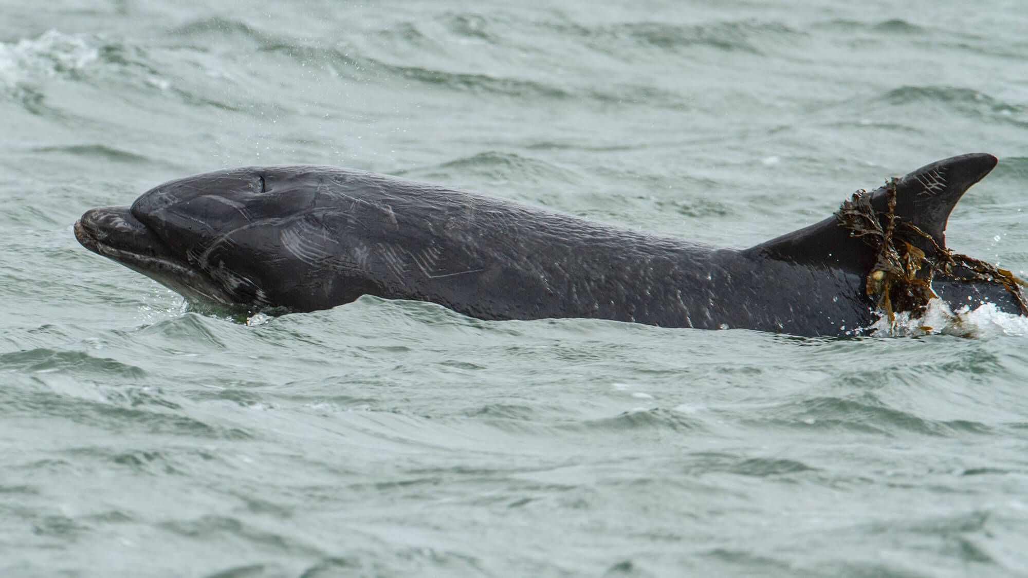 A dolphin breaching from the sea, it has seaweed on its fin.