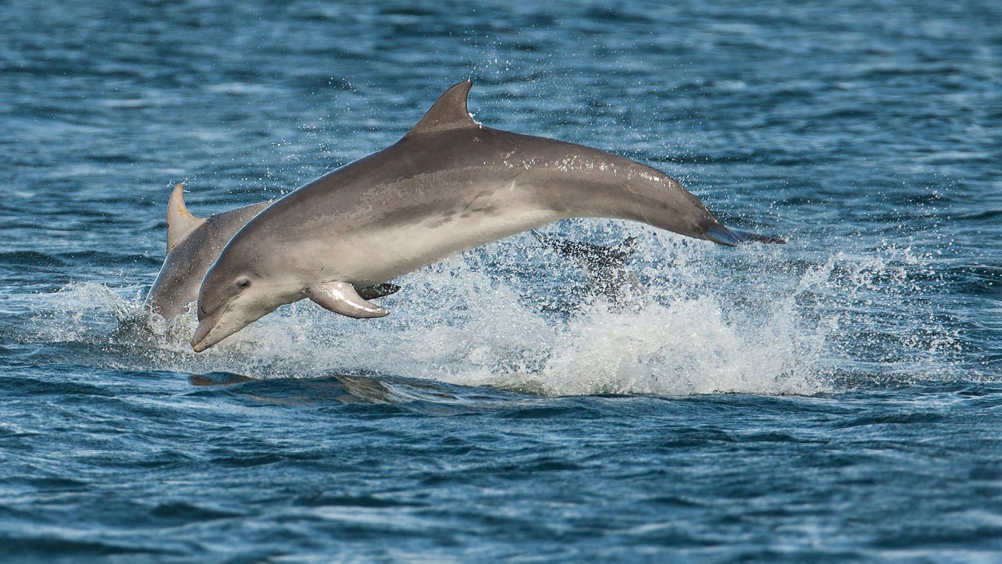 Een tuimelaar dolfijn kalf dat de oceaan uit springt
