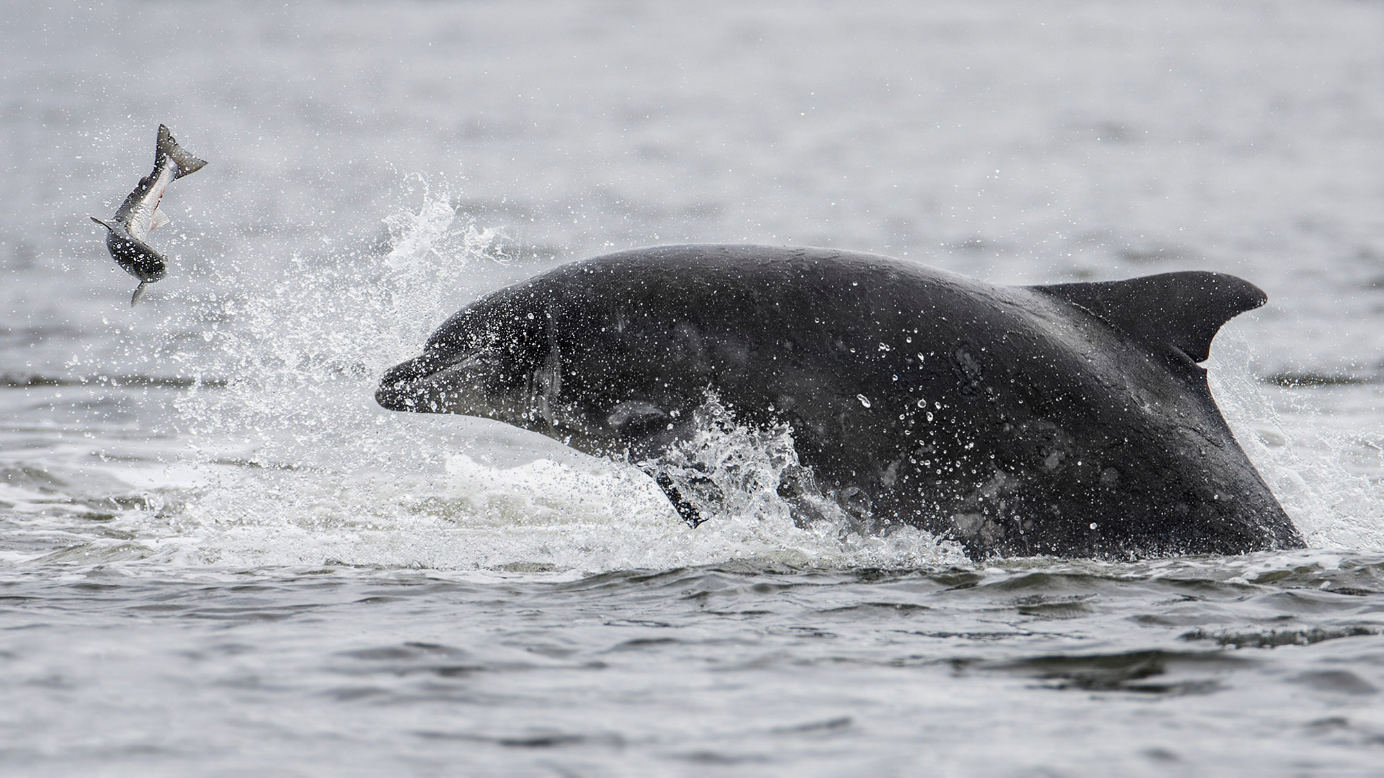 A dolphin breaches the surface of the sea, throwing a salmon in the air.