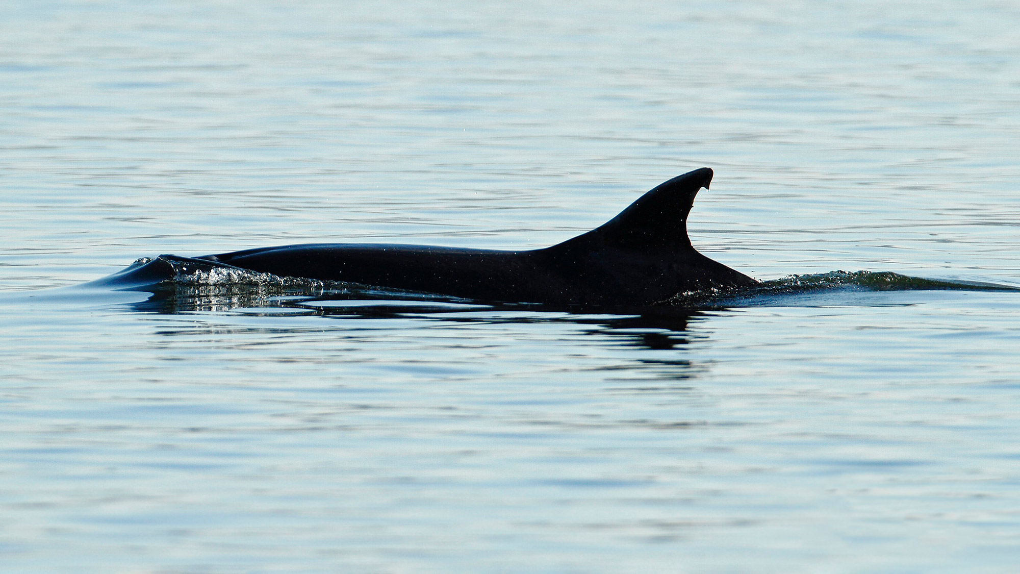 A dolphin swimming, the top half and fin breaching the top of the sea. 