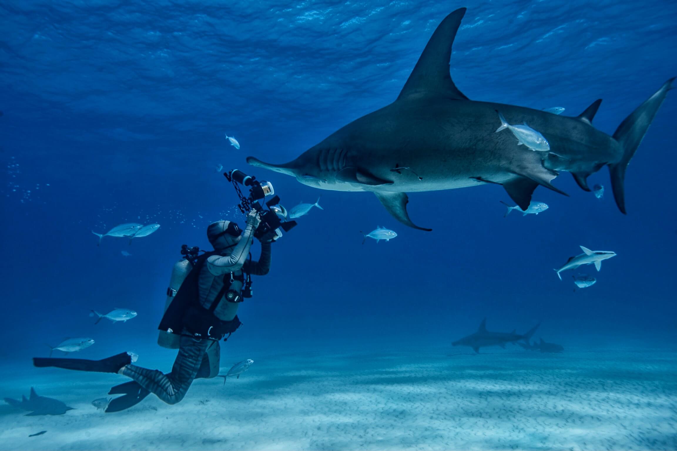 Erin Cook @sharkgirlfitness