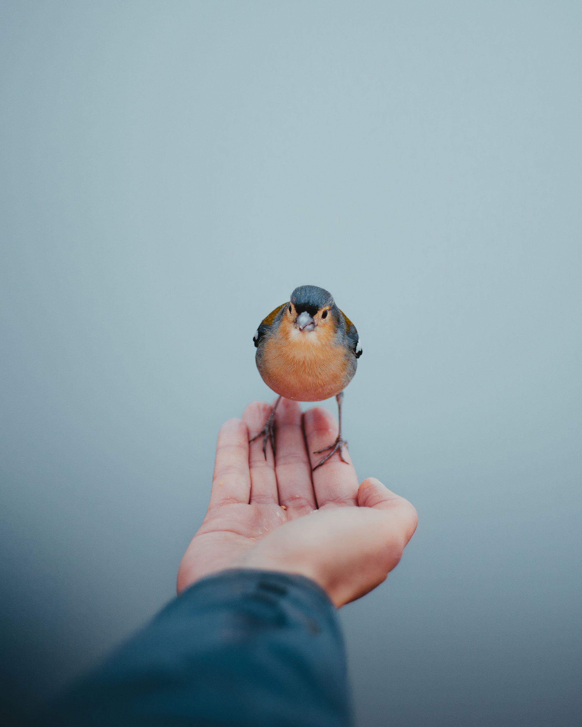 Common chaffinch on a persons hand