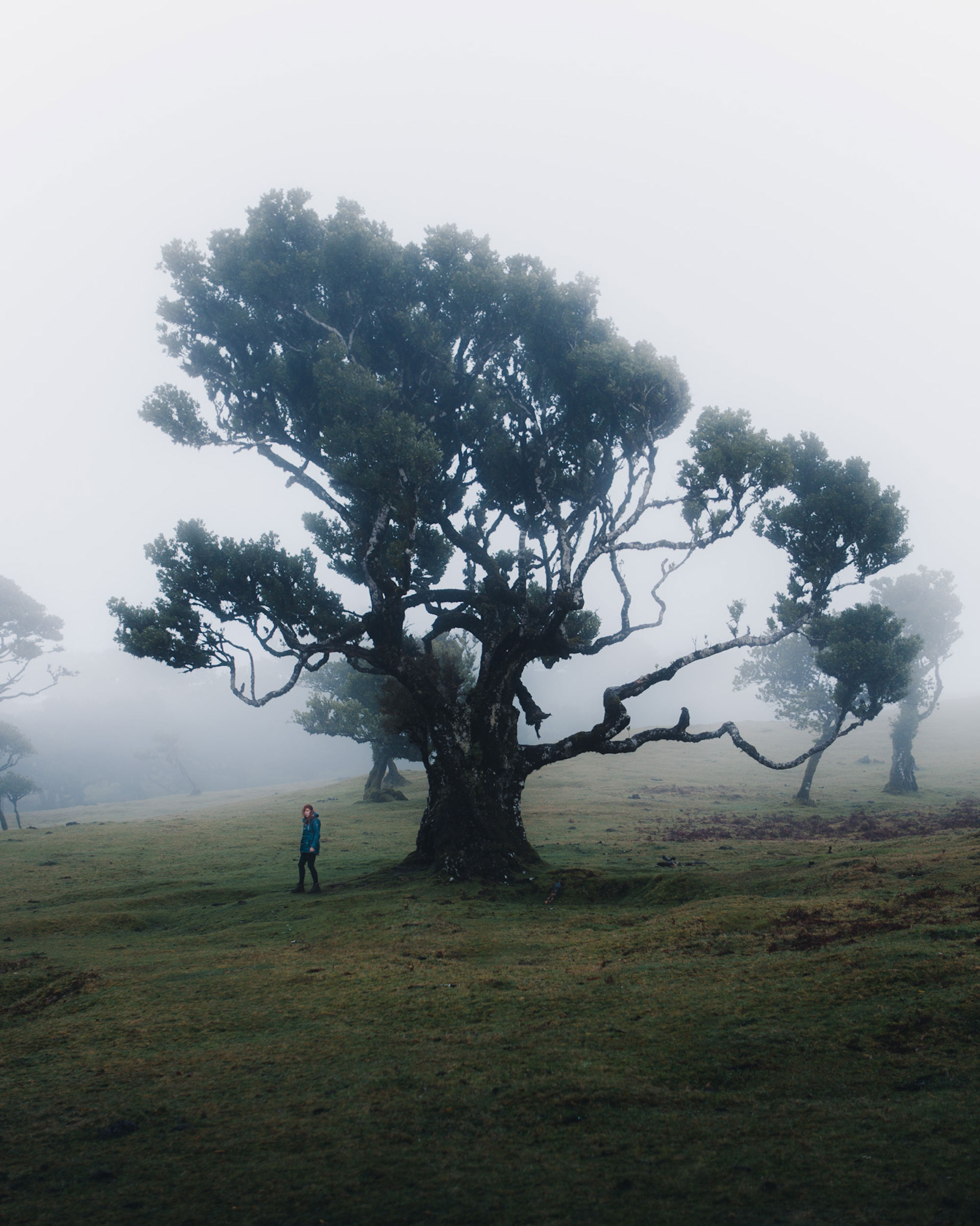 Funchal: Fanal Ancient Forest