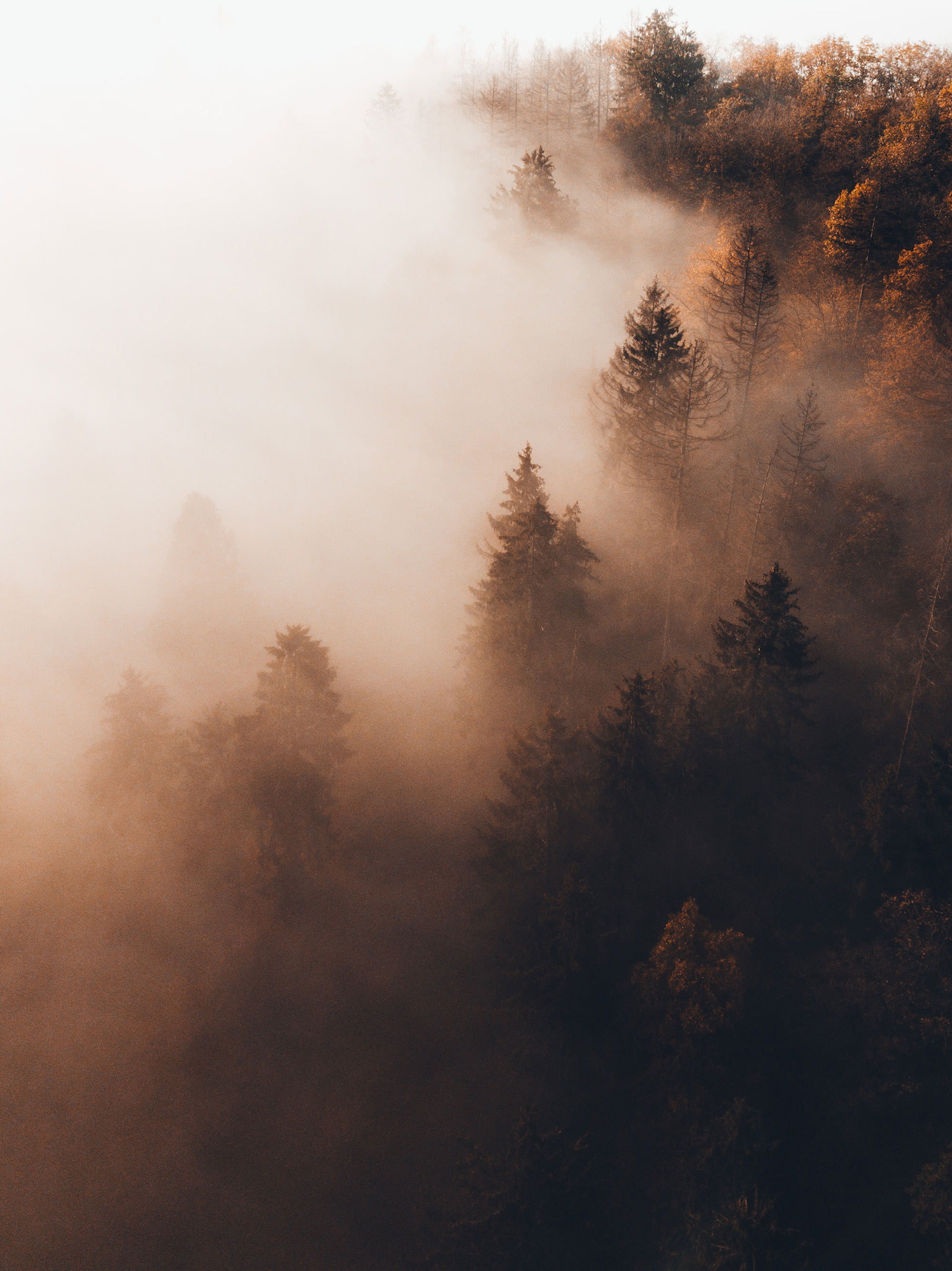 A foggy forest that is cast in a light orange light