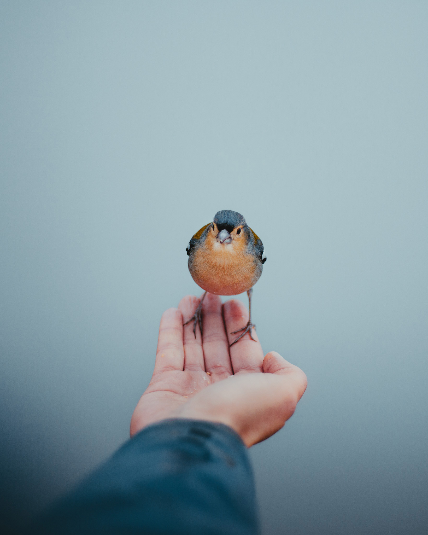 An outstretched hand with a little bird on it