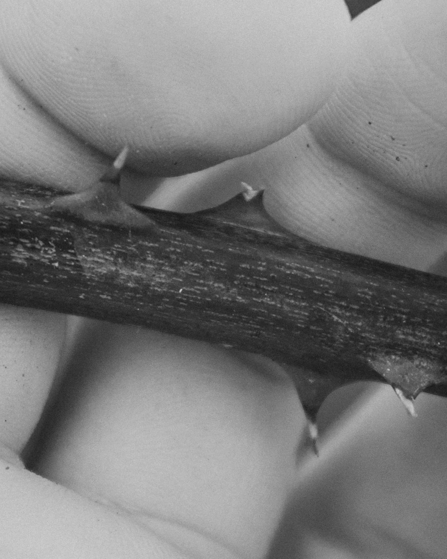 Macro shot of a thorny twig in a hand 