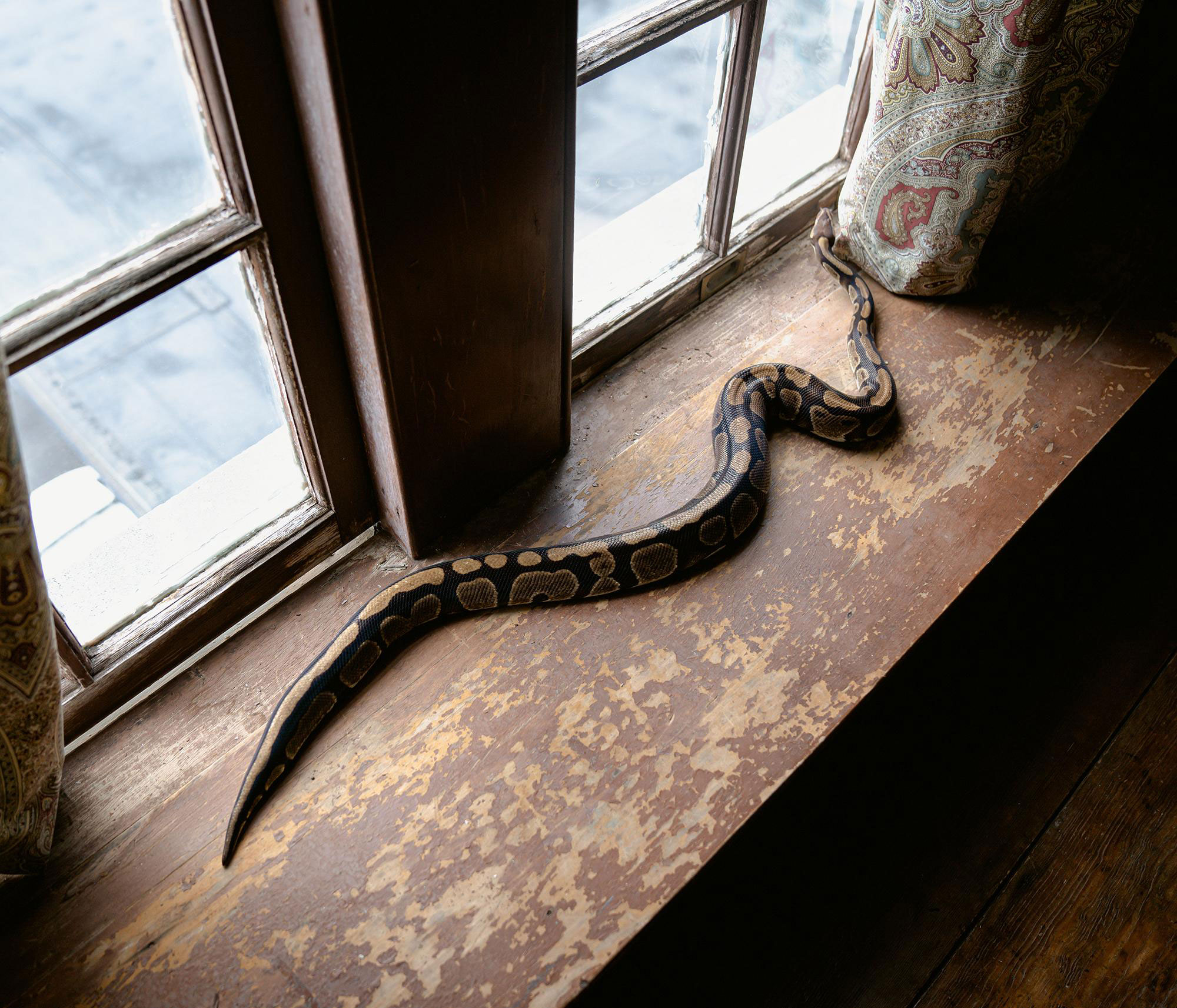 Snake on a window ledge