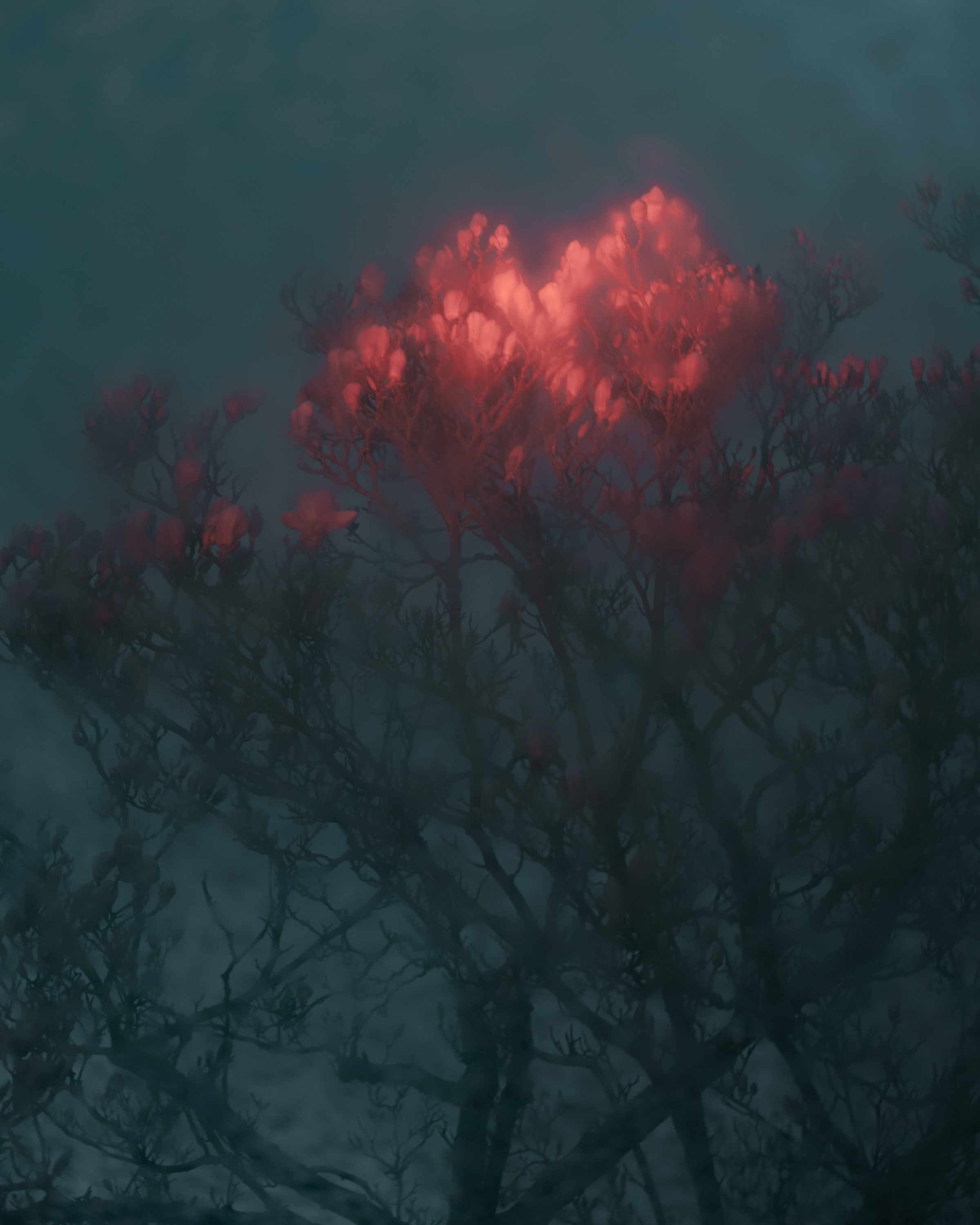 Magnolia Tree