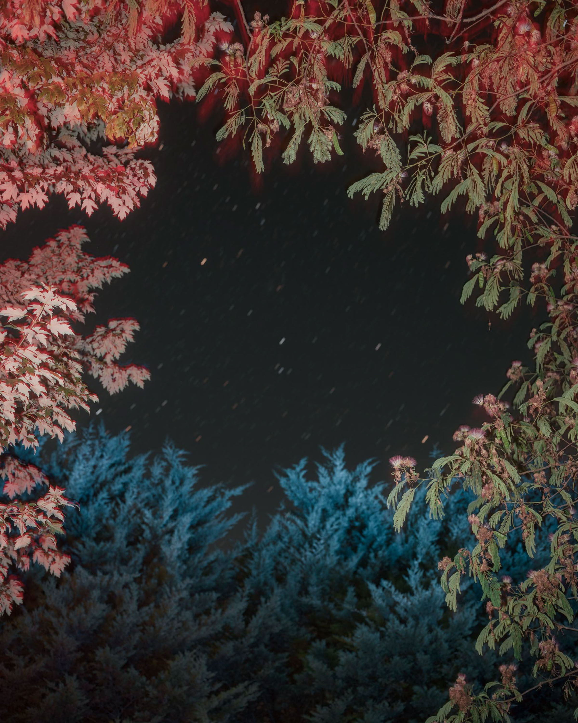 Ronsenac trees