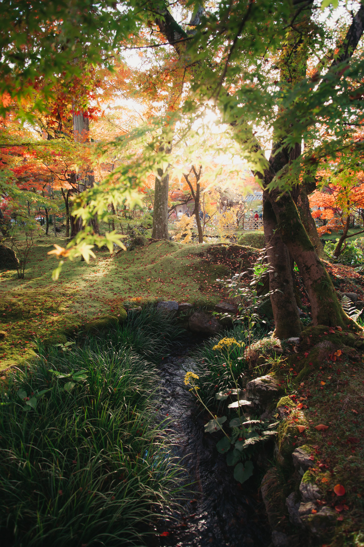 eine farbenfrohe Aufnahme durch den Wald mit Sonnenlicht, das durch die Bäume scheint