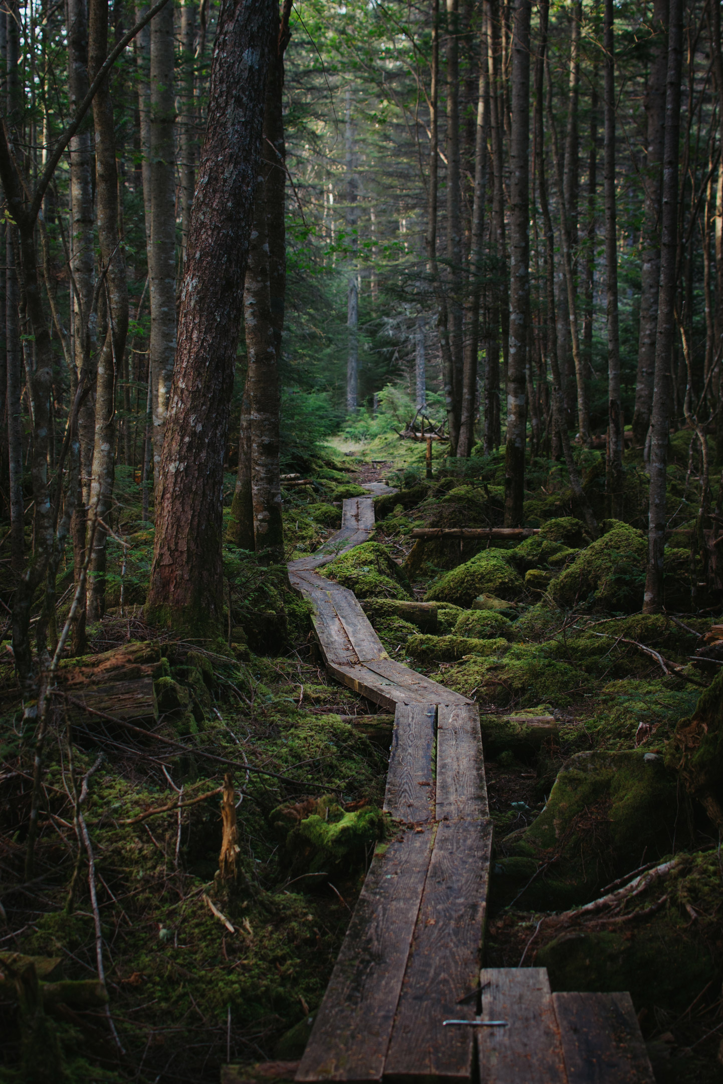 A path running through the woods - Japan