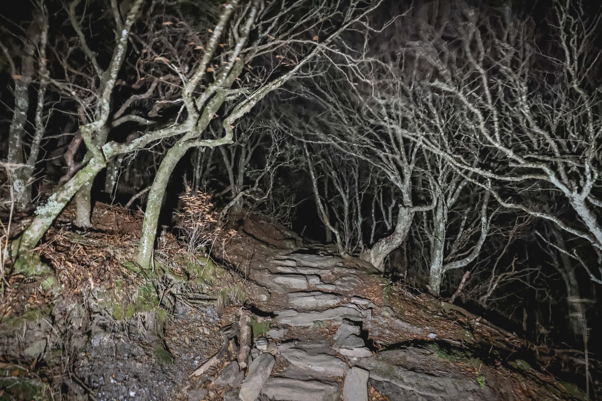 a flash photo taken in the woods at night, along an old paved path